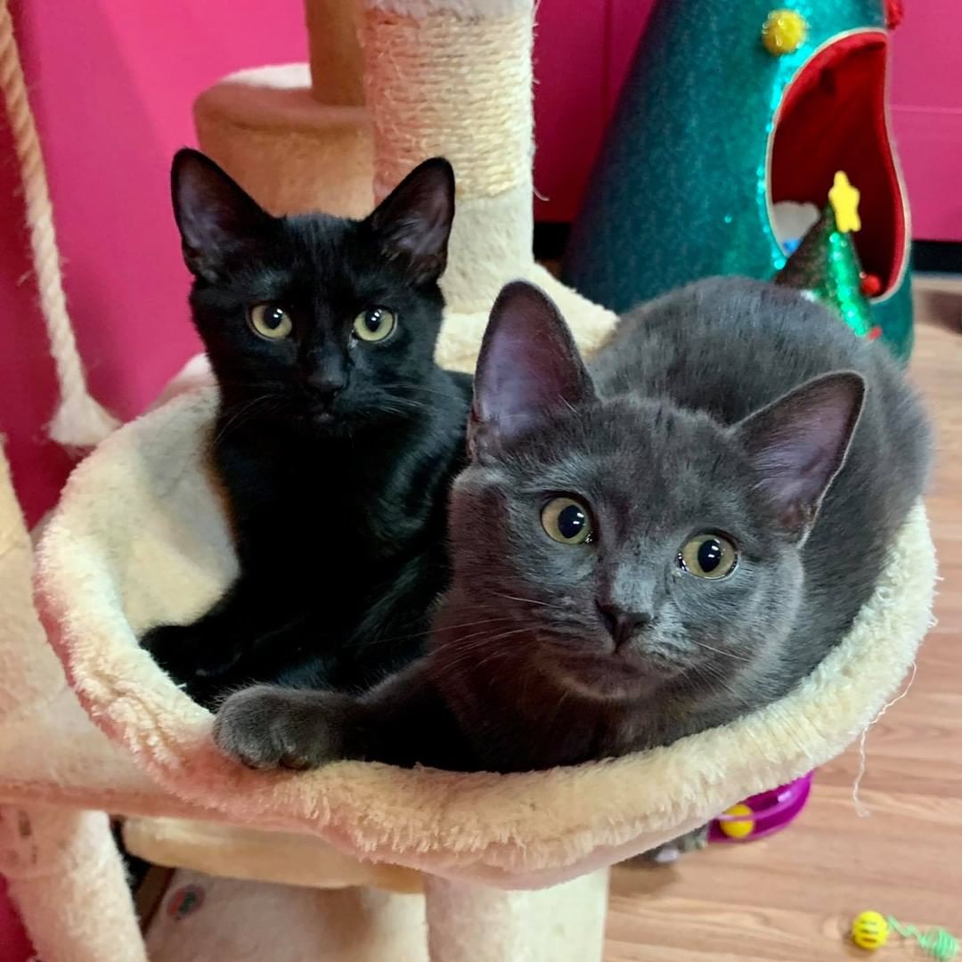 See you today at a special mini “KittenPalooza” adoption event

<a target='_blank' href='https://www.instagram.com/explore/tags/adoptFAN/'>#adoptFAN</a>
<a target='_blank' href='https://www.instagram.com/explore/tags/communitycats/'>#communitycats</a>
<a target='_blank' href='https://www.instagram.com/explore/tags/TNR/'>#TNR</a> <a target='_blank' href='https://www.instagram.com/explore/tags/TNRworks/'>#TNRworks</a>
<a target='_blank' href='https://www.instagram.com/explore/tags/FeralAffairsNetwork/'>#FeralAffairsNetwork</a>
<a target='_blank' href='https://www.instagram.com/explore/tags/kittens/'>#kittens</a> <a target='_blank' href='https://www.instagram.com/explore/tags/cats/'>#cats</a>
