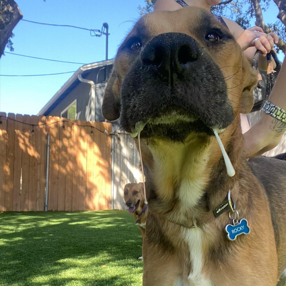 Y’all! How is it that this love bug Angel, posing as a dog, is still looking for his forever human? Literally mind blown 🤯 

He is hands down the sweetest damn pup! 

Friendly reminder, Rocky was saved from the streets of Mexico and is approximately 5 years old.

He is an Ehrlichiosis survivor which is a bacterial disease caused by ticks. 

He has chronic distemper myoclonus, causing constant contractions of the jaw leading to gum recession and bone loss. 

We have seen all the vets and specialist, exhausting all medical options for this boy; unfortunately, Rocky is medically not able to undergo anesthesia for oral surgery or neuter. It could literally kill him.

Rocky is an incredibly happy boy, gets along with all the dogs that he’s previously met, been in foster homes with and is currently with. Most don’t even mind his drool! 😆

We are looking for a long term foster (@realgoodrescue covers all costs) or a forever home for this boy to let him bask outdoors (he’ll spend 12 hours a day in the yard, his terms not ours) and receive all the love that he deserves.

Please share to help Rocky find his human/s.

If you live in the Southern California area and you/ someone you know would like to open your home to this sweet boy, please DM @terahgisolo or @realgoodrescue or email terah@realgood.dog 

Thank you in advance for spreading the good word to help this sweet boy in need.

Thank you to @breeking29 and @thecrateescape_ca for providing a temporary foster home for this nugget!

<a target='_blank' href='https://www.instagram.com/explore/tags/RealGoodRescue/'>#RealGoodRescue</a> <a target='_blank' href='https://www.instagram.com/explore/tags/RealGoodGang/'>#RealGoodGang</a>