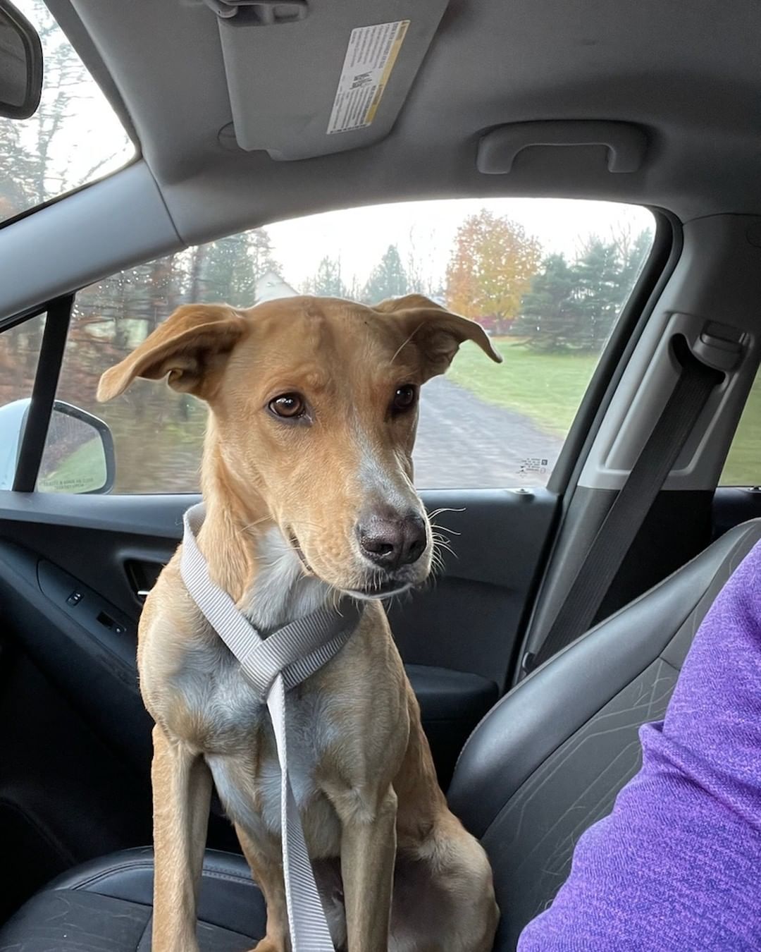 Does anyone recognize this girl? She was found on New Turnpike Rd in Town of Johnstown/Ephratah. She was brought to Harvey's and had a bath and 40 ticks removed. Please message us here or call the shelter at 518-725-5956 with info!