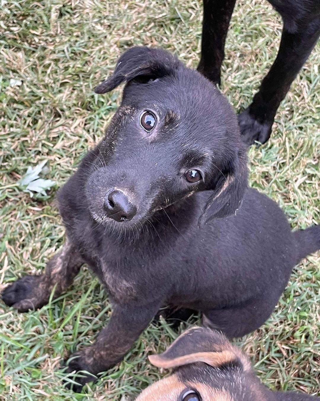 KARE has puppies!! Heeler mixes and lab mixes! Both litters around 10-11 weeks old. Please visit our website for a list of all adoptable puppies and dogs! https://nwkare.org/educate-advocate-rehabilitate/rescue/