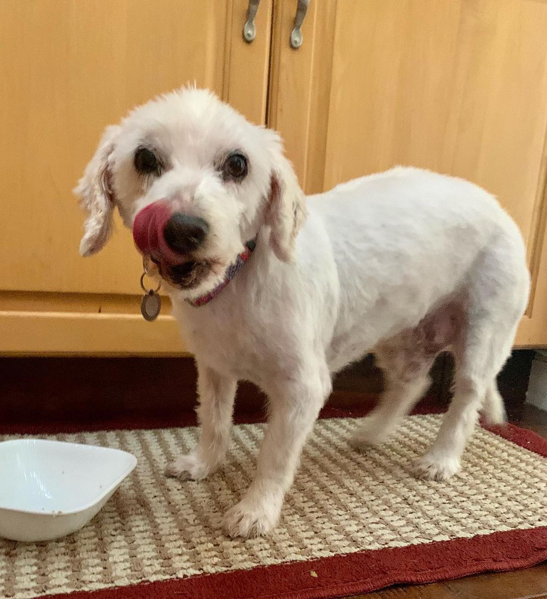 Good morning from our darling Teddy who is now fully recovered and showing off his new hairdo.
•
•
•
<a target='_blank' href='https://www.instagram.com/explore/tags/sundayfunday/'>#sundayfunday</a> <a target='_blank' href='https://www.instagram.com/explore/tags/weekend/'>#weekend</a> <a target='_blank' href='https://www.instagram.com/explore/tags/weekendvibes/'>#weekendvibes</a> <a target='_blank' href='https://www.instagram.com/explore/tags/pupdate/'>#pupdate</a> <a target='_blank' href='https://www.instagram.com/explore/tags/animalrescue/'>#animalrescue</a> <a target='_blank' href='https://www.instagram.com/explore/tags/tranformation/'>#tranformation</a> <a target='_blank' href='https://www.instagram.com/explore/tags/allyouneedislove/'>#allyouneedislove</a> <a target='_blank' href='https://www.instagram.com/explore/tags/dogrescue/'>#dogrescue</a> <a target='_blank' href='https://www.instagram.com/explore/tags/rescueddogsofinstagram/'>#rescueddogsofinstagram</a> <a target='_blank' href='https://www.instagram.com/explore/tags/rescuedismyfavoritebreed/'>#rescuedismyfavoritebreed</a> <a target='_blank' href='https://www.instagram.com/explore/tags/fosteringsaveslives/'>#fosteringsaveslives</a> <a target='_blank' href='https://www.instagram.com/explore/tags/roadtorecovery/'>#roadtorecovery</a> <a target='_blank' href='https://www.instagram.com/explore/tags/strayfromtheheart/'>#strayfromtheheart</a>