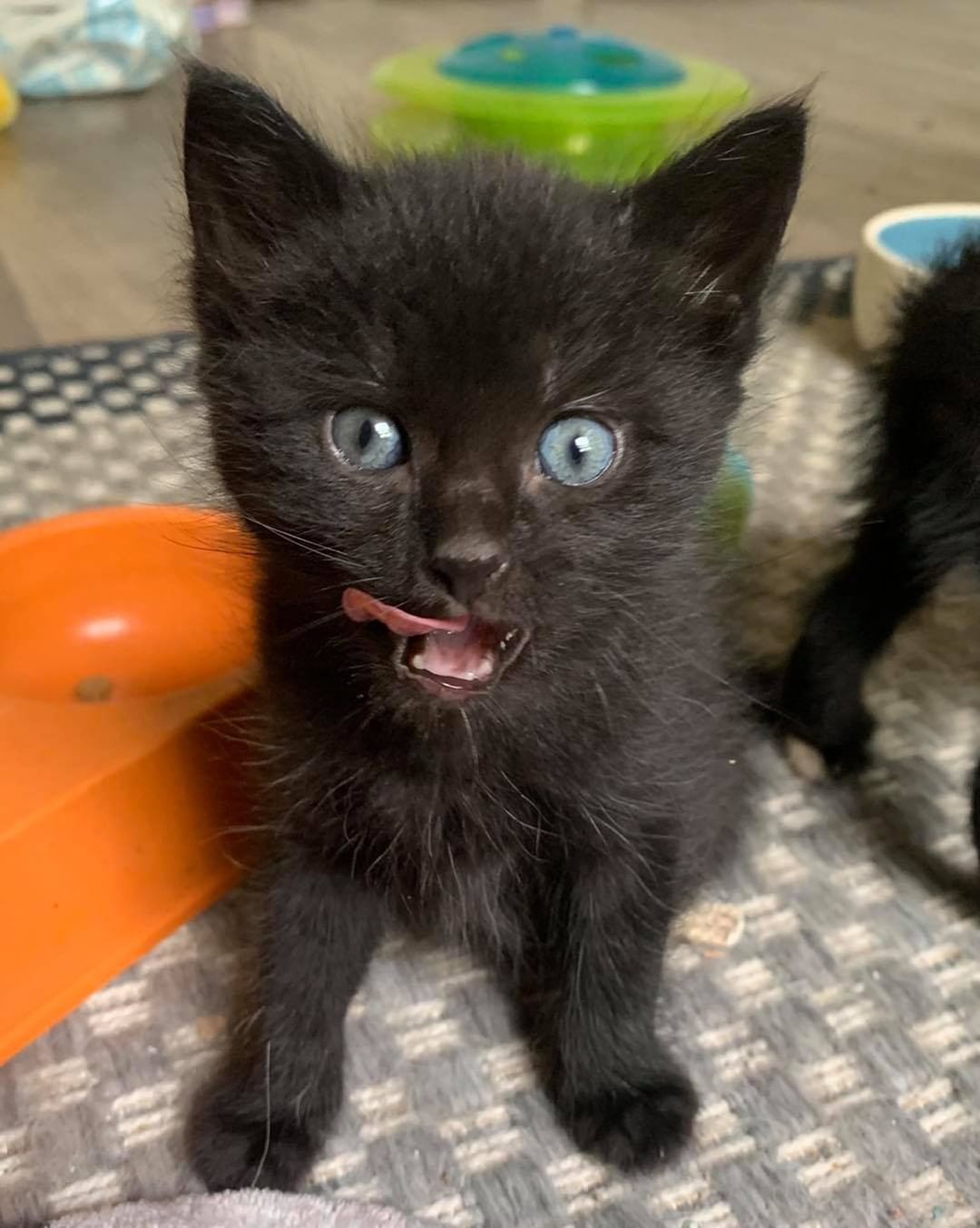 Our eighth black kitty for November is Turtle! He was pulled from a kill shelter with his mom and siblings and taken into foster care. He is a super loving boy who wants to do nothing but snuggle with his foster mom 😻 The pictures don’t do justice to how fuzzy he is! He is good with cats and dogs. Turtle is 3 months old, up to date on vaccines and FIV/FELV negative. To put in an application click on the link below.

https://www.sbanimalrescue.org/adopt