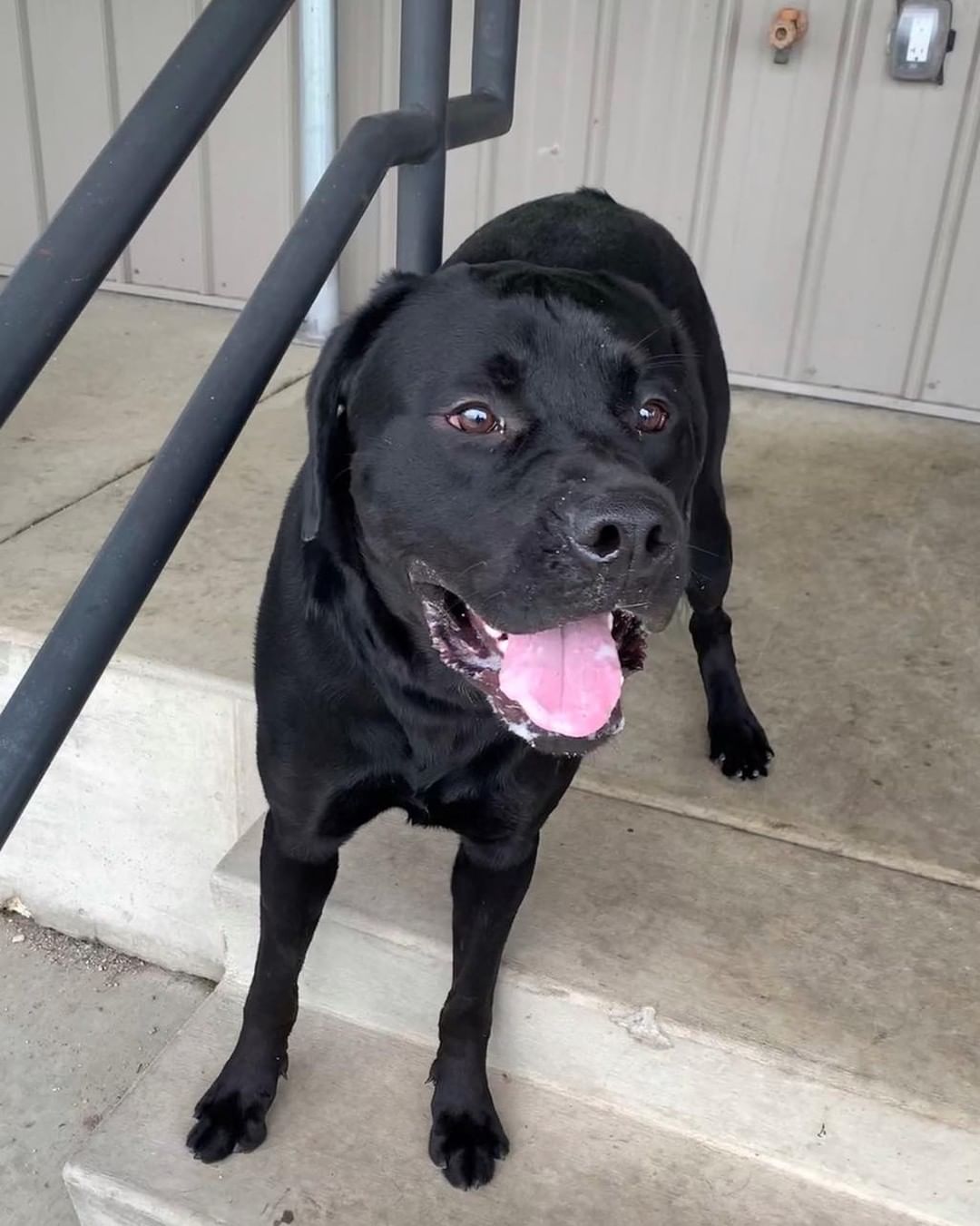 11/7/21 Buddy (DCAS)

Help Buddy find his forever home. 

This is Buddy!  He was picked up as a stray has been at the shelter since July 26th. He is a very friendly, 2 year old black Labrador Retriever mix, possibly with Mastiff.  He weighs approximately 95 pounds, is current on his vaccines, neutered and house trained.  Buddy loves to play with other dogs but because of his size and energy, it may be best for him to be with medium to large dogs. Cats are unknown.  He will be best with older children because of his size and energy level. Let's get this handsome boy out of the shelter and into a great, forever home! 

If interested in adopting Buddy, please complete an application today at: secondchanceforpets.com.

**NOT ALL PETS LISTED ON OUR WEBPAGE ARE IN OUR FOSTER HOMES. WE ALSO MAKE COURTESY POSTS (CP) FOR FAMILIES NEEDING TO PLACE THEIR PET. 
(SC) MEANS THEY ARE IN ONE OF OUR GROUPS FOSTER HOMES
(CP) MEANS THEY ARE STILL WITH THEIR CURRENT OWNER
(DCAS) MEANS THEY ARE AT THE DEWITT COUNTY ANIMAL SHELTER