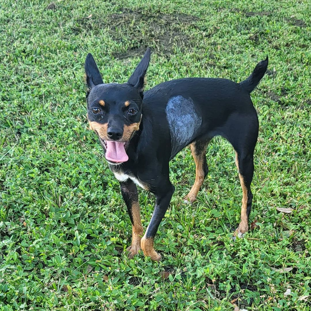 Emergency small dog foster or adopter needed.

https://www.petfinder.com/dog/bora-53421261/fl/tampa/heidis-legacy-dog-rescue-inc-fl307/

Foster had some emergency come up and can no longer care for her. If you can help please text Kelly 813-416-1349 or if you haven't been approved yet please fill out the Foster application on the Heidi's Legacy website

<a target='_blank' href='https://www.instagram.com/explore/tags/fosteringsaveslives/'>#fosteringsaveslives</a>❤️🐶 <a target='_blank' href='https://www.instagram.com/explore/tags/fosteringisfun/'>#fosteringisfun</a> <a target='_blank' href='https://www.instagram.com/explore/tags/adoptdontshop/'>#adoptdontshop</a> <a target='_blank' href='https://www.instagram.com/explore/tags/littledog/'>#littledog</a> <a target='_blank' href='https://www.instagram.com/explore/tags/smalldog/'>#smalldog</a> <a target='_blank' href='https://www.instagram.com/explore/tags/minpin/'>#minpin</a> <a target='_blank' href='https://www.instagram.com/explore/tags/minpinstagram/'>#minpinstagram</a>