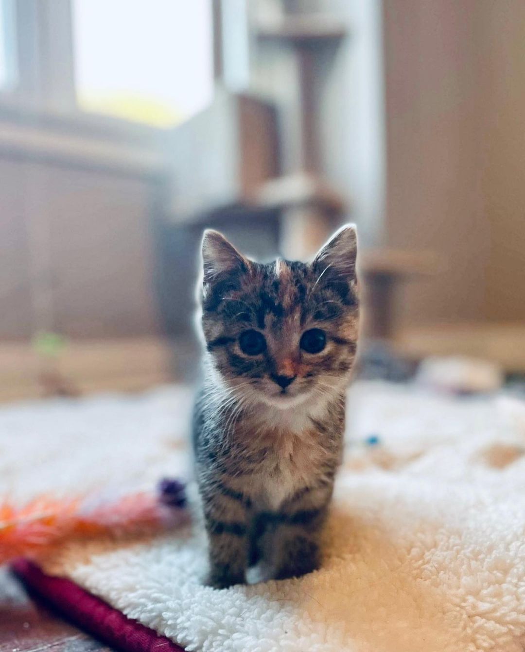 As cute as these kittens are and as relieved as we are that they are safely inside and receiving treatment for their illnesses, I wish kitten season were even starting to slow down. Thanks to @kim_pie314 and family for finding them, their fosters for taking such wonderful care of them, and @riversvetuc for getting them on the road to good health! <a target='_blank' href='https://www.instagram.com/explore/tags/kittens/'>#kittens</a> <a target='_blank' href='https://www.instagram.com/explore/tags/kittenseason/'>#kittenseason</a> <a target='_blank' href='https://www.instagram.com/explore/tags/tnr/'>#tnr</a> <a target='_blank' href='https://www.instagram.com/explore/tags/tnrsaveslives/'>#tnrsaveslives</a>