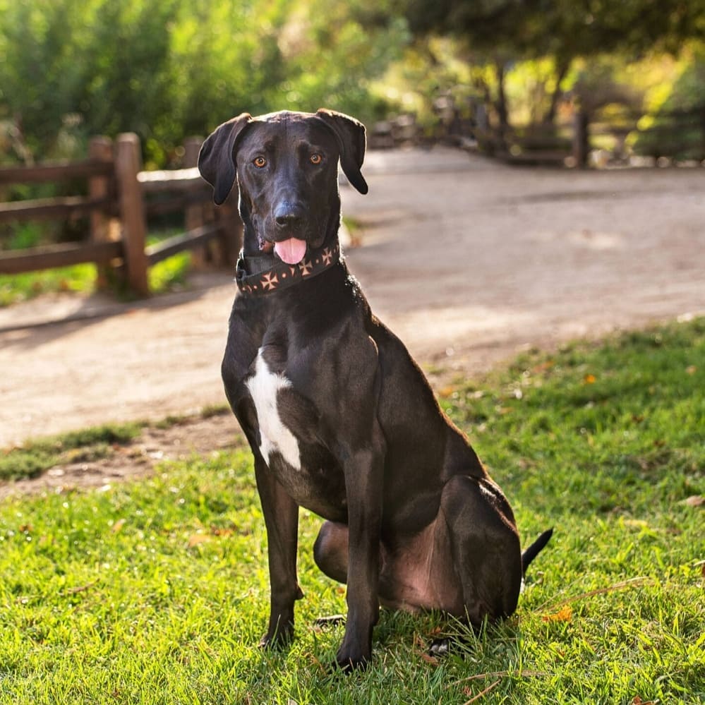 What happens when you cross a doberman and a black lab? You get this awesome dog! Jax is an absolute gem and is available for adoption. 

Visit gobeyondrescue.org to find out more!
📸 : @tpphoto_petportraits