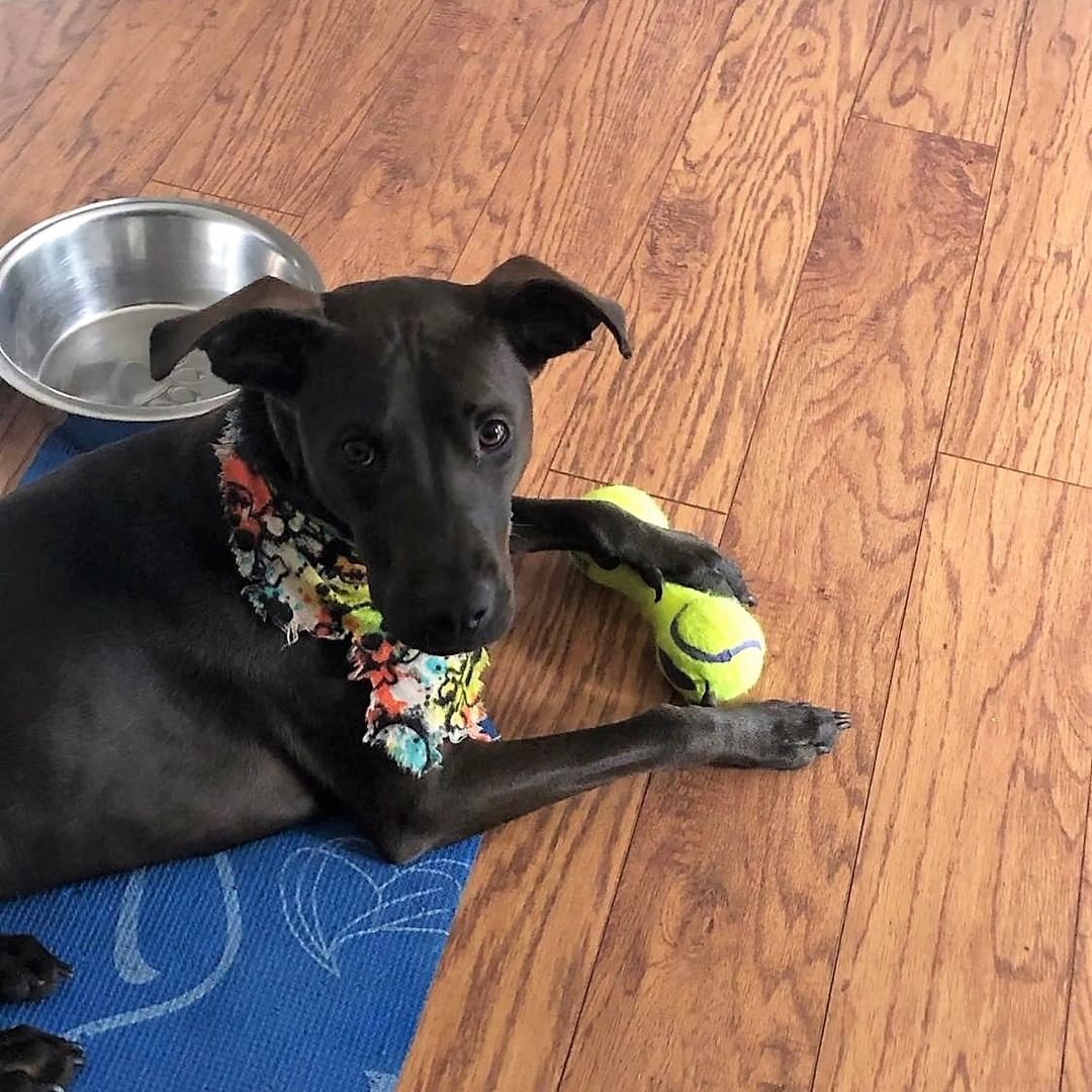 Waiting for bedtime on the Monday after time change be like... 

Miss <a target='_blank' href='https://www.instagram.com/explore/tags/Henny/'>#Henny</a> is still looking for her perfect home! She's about a year old, 45 pounds and super smart! . She can sit, shake and roll over! 

In her short time on earth, there has been a lot of change in her life, so she can be leery of new things without a confident leader to look to. But she is an awesome dog! People and dog friendly (cats unknown). 

Apply at redbarnrescue.com to meet Henny and see if she is the <a target='_blank' href='https://www.instagram.com/explore/tags/peanutbuttertoyourjelly/'>#peanutbuttertoyourjelly</a> 

<a target='_blank' href='https://www.instagram.com/explore/tags/timechangeblues/'>#timechangeblues</a>  <a target='_blank' href='https://www.instagram.com/explore/tags/redbarnrescue/'>#redbarnrescue</a> <a target='_blank' href='https://www.instagram.com/explore/tags/adoptabledogs/'>#adoptabledogs</a> <a target='_blank' href='https://www.instagram.com/explore/tags/blacklab/'>#blacklab</a> <a target='_blank' href='https://www.instagram.com/explore/tags/sitshakerollover/'>#sitshakerollover</a>