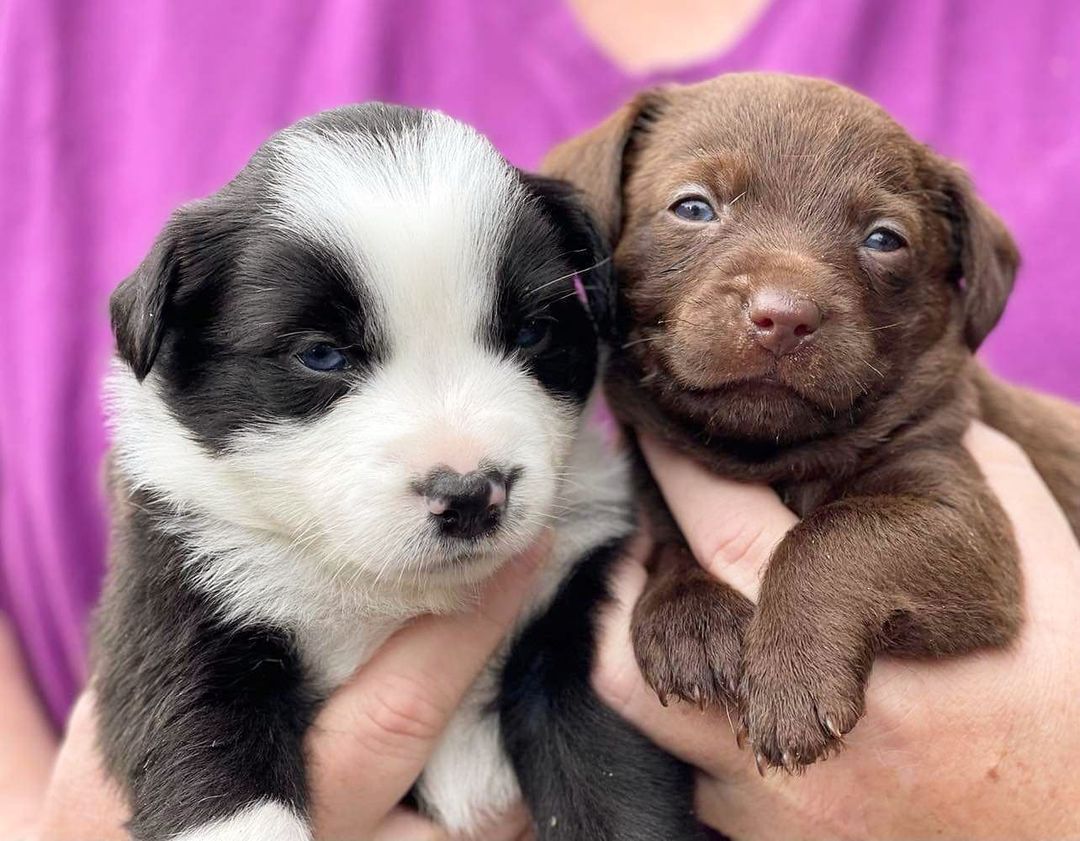 💜 Happy Saturday from our adorable puppies! They are almost a month old now.