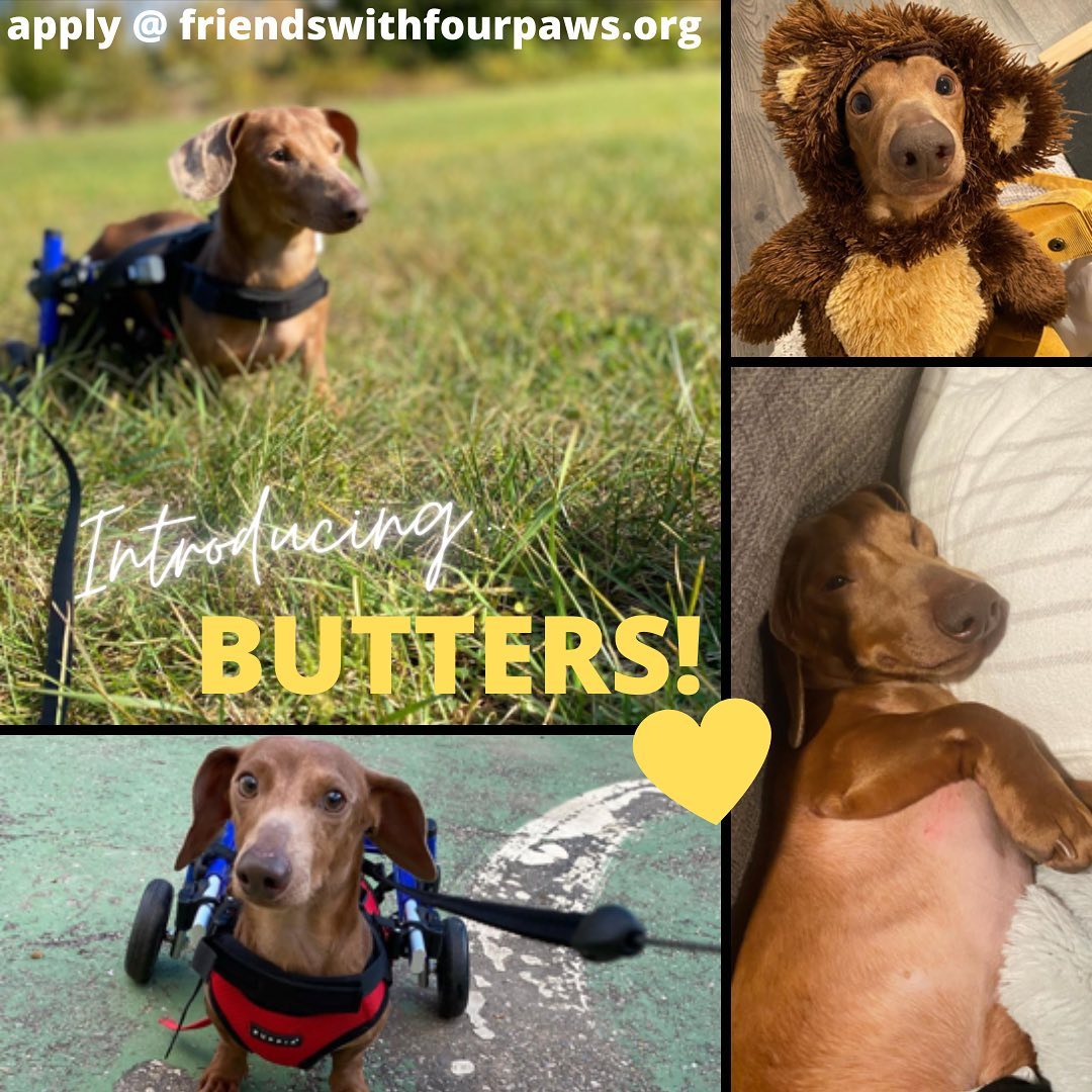 Hey Friends!! Welcome to our <a target='_blank' href='https://www.instagram.com/explore/tags/MondayMission/'>#MondayMission</a> 🐾🦴💛 to get these sweet <a target='_blank' href='https://www.instagram.com/explore/tags/adoptables/'>#adoptables</a> a home!! While they will continue to be spoiled by their awesome fosters, they are more than ready for the perfect FURever fams!! Are you ready to welcome your new bestie?? Head to our website to apply or slide into our DMs with questions!! Or feel free to share- we’d love it! You’re great!

<a target='_blank' href='https://www.instagram.com/explore/tags/fwfp/'>#fwfp</a> <a target='_blank' href='https://www.instagram.com/explore/tags/adoptables/'>#adoptables</a> <a target='_blank' href='https://www.instagram.com/explore/tags/getadogahome/'>#getadogahome</a> <a target='_blank' href='https://www.instagram.com/explore/tags/adoptdontshop/'>#adoptdontshop</a> <a target='_blank' href='https://www.instagram.com/explore/tags/fosteringsaveslives/'>#fosteringsaveslives</a> <a target='_blank' href='https://www.instagram.com/explore/tags/wheeliedogs/'>#wheeliedogs</a> <a target='_blank' href='https://www.instagram.com/explore/tags/bigdogs/'>#bigdogs</a> <a target='_blank' href='https://www.instagram.com/explore/tags/lildogs/'>#lildogs</a> <a target='_blank' href='https://www.instagram.com/explore/tags/puppies/'>#puppies</a> <a target='_blank' href='https://www.instagram.com/explore/tags/love/'>#love</a> <a target='_blank' href='https://www.instagram.com/explore/tags/rescuelife/'>#rescuelife</a> <a target='_blank' href='https://www.instagram.com/explore/tags/nationaladoptionweek/'>#nationaladoptionweek</a>