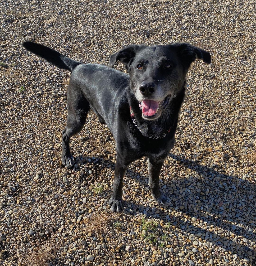 Meet our boy Bobby! 🦴

My name is Bobby and I’m ruffly 7yrs old, but some say I have the energy of a puppy still!  Im a very good boy and just love everyone; kids, dogs, people you name it! 

I’m a HUGE sucker for my toys (especially squeaky) and love to carry them around with me everywhere I go which helps me cause I sometimes get anxious when I’m left alone. I’ve been here for a little bit now but it’s ok because we know my perfect match is out there looking for me and boy oh boy, what a day it will be when we meet! 🥰