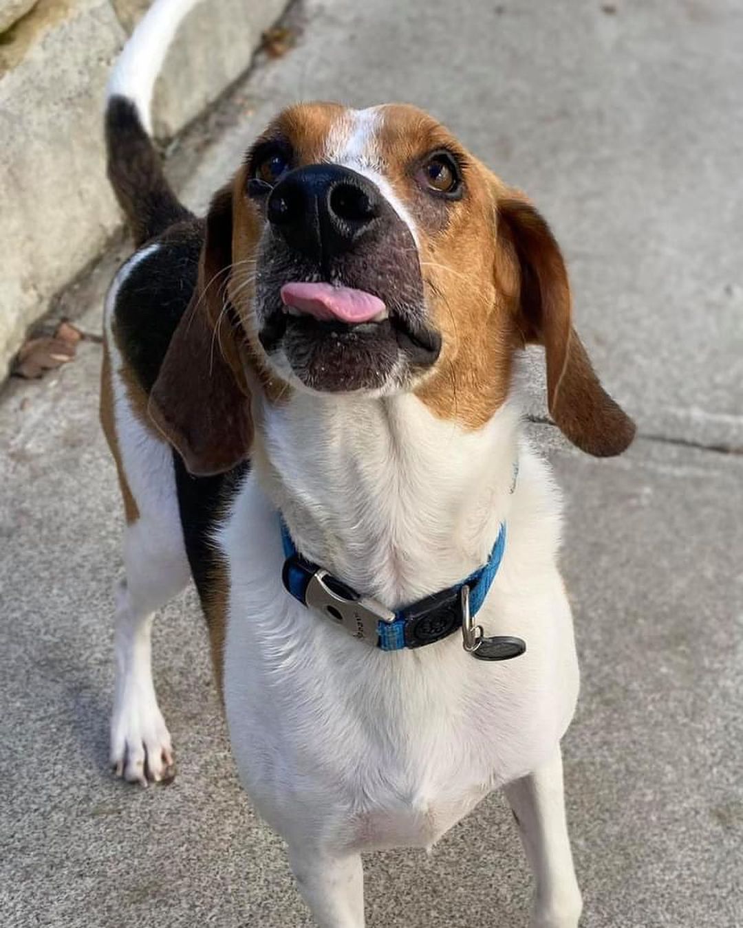 Several years ago we rescued two treeing walker coonhounds with the same facial scaring. Bertie was found and rescued by us and two weeks later Duke showed up so we took him too. 
True to their breed they were very gentle and were both adopted quickly.
Duke is back with us and while this makes us sad , it allowed us to take care of his veterinary needs which sadly lapsed after he left us. 
Duke is currently being treated for Lyme disease and brought UTD on shots. Lyme disease is totally preventable and curable in dogs. We encourage everyone to take their dogs in at least once a year for a simple 4 DX test that tests for not only heartworm disease but all tickbourne illnesses. Please use flea and tick prevention too because ticks are all over!! 

We are looking for a foster or forever home for Duke. He loves other dogs too!!! 
.
.
.

<a target='_blank' href='https://www.instagram.com/explore/tags/adoptabledogsofnj/'>#adoptabledogsofnj</a> <a target='_blank' href='https://www.instagram.com/explore/tags/fureverhome/'>#fureverhome</a> <a target='_blank' href='https://www.instagram.com/explore/tags/morriscountynj/'>#morriscountynj</a> <a target='_blank' href='https://www.instagram.com/explore/tags/fosterdogsofinstagram/'>#fosterdogsofinstagram</a> <a target='_blank' href='https://www.instagram.com/explore/tags/rescuedogsofinstagram/'>#rescuedogsofinstagram</a> <a target='_blank' href='https://www.instagram.com/explore/tags/rescuedogsofnj/'>#rescuedogsofnj</a> <a target='_blank' href='https://www.instagram.com/explore/tags/dogsofnj/'>#dogsofnj</a> <a target='_blank' href='https://www.instagram.com/explore/tags/adoptdontshop/'>#adoptdontshop</a> <a target='_blank' href='https://www.instagram.com/explore/tags/adopt/'>#adopt</a> <a target='_blank' href='https://www.instagram.com/explore/tags/savethemall/'>#savethemall</a> <a target='_blank' href='https://www.instagram.com/explore/tags/newjerseydogs/'>#newjerseydogs</a> <a target='_blank' href='https://www.instagram.com/explore/tags/adoptionrocks/'>#adoptionrocks</a> <a target='_blank' href='https://www.instagram.com/explore/tags/instarescue/'>#instarescue</a> <a target='_blank' href='https://www.instagram.com/explore/tags/instaadopt/'>#instaadopt</a> <a target='_blank' href='https://www.instagram.com/explore/tags/fosterfamily/'>#fosterfamily</a> <a target='_blank' href='https://www.instagram.com/explore/tags/rescueismyfavoritebreed/'>#rescueismyfavoritebreed</a> <a target='_blank' href='https://www.instagram.com/explore/tags/newlife/'>#newlife</a> <a target='_blank' href='https://www.instagram.com/explore/tags/allbreedswithallneeds/'>#allbreedswithallneeds</a> <a target='_blank' href='https://www.instagram.com/explore/tags/njshpetrescue/'>#njshpetrescue</a> <a target='_blank' href='https://www.instagram.com/explore/tags/fosteringsaveslives/'>#fosteringsaveslives</a> <a target='_blank' href='https://www.instagram.com/explore/tags/adoptme/'>#adoptme</a>