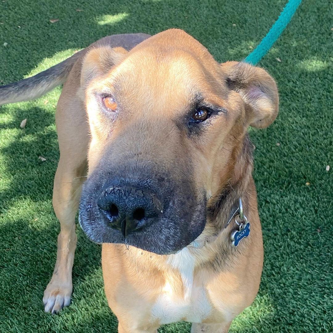 Y’all! How is it that this love bug Angel, posing as a dog, is still looking for his forever human? Literally mind blown 🤯 

He is hands down the sweetest damn pup! 

Friendly reminder, Rocky was saved from the streets of Mexico and is approximately 5 years old.

He is an Ehrlichiosis survivor which is a bacterial disease caused by ticks. 

He has chronic distemper myoclonus, causing constant contractions of the jaw leading to gum recession and bone loss. 

We have seen all the vets and specialist, exhausting all medical options for this boy; unfortunately, Rocky is medically not able to undergo anesthesia for oral surgery or neuter. It could literally kill him.

Rocky is an incredibly happy boy, gets along with all the dogs that he’s previously met, been in foster homes with and is currently with. Most don’t even mind his drool! 😆

We are looking for a long term foster (@realgoodrescue covers all costs) or a forever home for this boy to let him bask outdoors (he’ll spend 12 hours a day in the yard, his terms not ours) and receive all the love that he deserves.

Please share to help Rocky find his human/s.

If you live in the Southern California area and you/ someone you know would like to open your home to this sweet boy, please DM @terahgisolo or @realgoodrescue or email terah@realgood.dog 

Thank you in advance for spreading the good word to help this sweet boy in need.

Thank you to @breeking29 and @thecrateescape_ca for providing a temporary foster home for this nugget!

<a target='_blank' href='https://www.instagram.com/explore/tags/RealGoodRescue/'>#RealGoodRescue</a> <a target='_blank' href='https://www.instagram.com/explore/tags/RealGoodGang/'>#RealGoodGang</a>