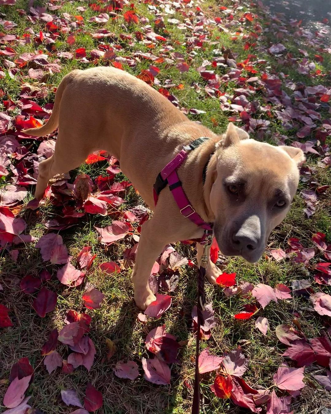 Precious has a case of the Monday’s - especially after daylight savings. Anyone else‘s sleep schedule messing with their play time now? 😴 

Precious is still available for adoption and we have no idea how! She is amazing in her foster home & loves all people. Loves walks, doesn’t mind baths because they keep her pretty, and has done well with dogs who aren’t totally in her face 😂
She’s just waiting for her forever family to finally come around. Adopt this beautiful girl ❤️