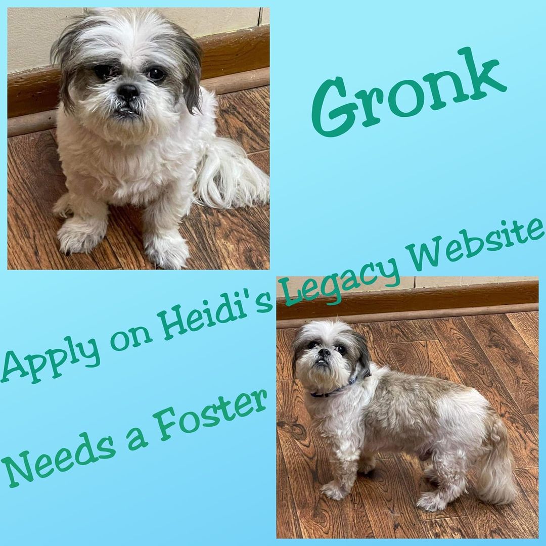 Meet Rock, now known as Gronk😉! 🏈 🏴‍☠️ 

 If he’s coming to Tampa, we wanted to name him after the awesome Tampa Bay Buccaneer Rob Gronkowski. 

He’s a 12 year old Male approx 15 lbs. Owner requested euthanasia because “he stinks and can’t hear!” Hasn’t seen a vet since 2010, is not neutered and you can’t see the holes/canals in his ears. So incredibly sad. As soon as we get a hold of him all fo that will change. Thank goodness the ACO was in the right place at the right time and was able to save him from his untimely fate. 

Ok wirh other dogs, not sure about cats or kids.

We need a FOSTER or FOSTER TO ADOPT. 

Donations are also going to be needed for vet care! Let’s show this darling boy the love and care he needs and deserves! 

Apply at www https://www.heidislegacydogrescue.com/

! Please share!  <a target='_blank' href='https://www.instagram.com/explore/tags/fosteringsaveslives/'>#fosteringsaveslives</a> <a target='_blank' href='https://www.instagram.com/explore/tags/adoptdontshop/'>#adoptdontshop</a> <a target='_blank' href='https://www.instagram.com/explore/tags/robgronkowski/'>#robgronkowski</a> <a target='_blank' href='https://www.instagram.com/explore/tags/gronkowski/'>#gronkowski</a> <a target='_blank' href='https://www.instagram.com/explore/tags/lhasaapso/'>#lhasaapso</a> <a target='_blank' href='https://www.instagram.com/explore/tags/lhassaapso/'>#lhassaapso</a>
<a target='_blank' href='https://www.instagram.com/explore/tags/gronk/'>#gronk</a> <a target='_blank' href='https://www.instagram.com/explore/tags/fosteringisfun/'>#fosteringisfun</a> <a target='_blank' href='https://www.instagram.com/explore/tags/seniordogsrock/'>#seniordogsrock</a> <a target='_blank' href='https://www.instagram.com/explore/tags/seniordogsofinstagram/'>#seniordogsofinstagram</a> <a target='_blank' href='https://www.instagram.com/explore/tags/seniordpgsarethebest/'>#seniordpgsarethebest</a>  <a target='_blank' href='https://www.instagram.com/explore/tags/smalldog/'>#smalldog</a> <a target='_blank' href='https://www.instagram.com/explore/tags/littledog/'>#littledog</a>