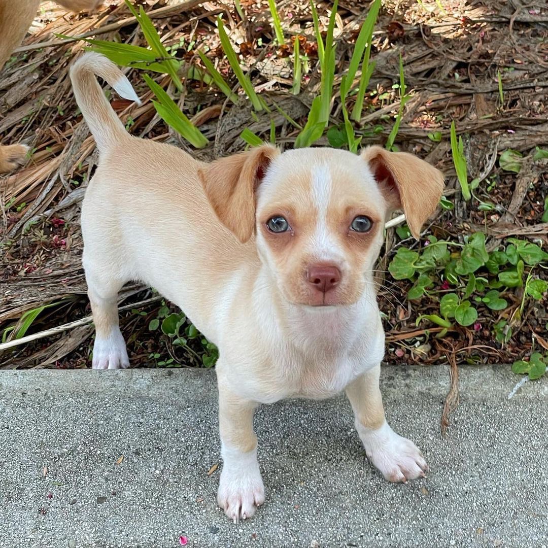 Meet adoptable Nutmeg - a 2-month-old chihuahua terrier mix. Isn’t she the cutest?🥰

Repost from @rniccolls
•
Nutmeg is now up for adoption too! 🥰 Such a confident, smart, playful, and cuddly girl! She’s ready to take on the world. Visit the Santa Cruz County Animal Shelter to apply! @officialscanimalshelter <a target='_blank' href='https://www.instagram.com/explore/tags/adoptable/'>#adoptable</a> <a target='_blank' href='https://www.instagram.com/explore/tags/adoptdontshop/'>#adoptdontshop</a>

Looking to add a furry companion to your family?

Adoptions are first come, first served! Please view available animals on our website at www.scanimalshelter.org (link in Bio) and then visit the Shelter at 1001 Rodriguez Street in Santa Cruz to turn in your application. All adoptions require proof of home ownership or landlord approval. Please have this email information prepared. If an animal is in Foster Care, please bring in your adoption application and schedule an appointment to meet the animal. Please call 831-454-7200 between 10 am and 6 pm. We are open from 12-5 pm seven days a week. 

Thank you for your support! The Santa Cruz County Animal Shelter is an open admission—or open door—animal shelter. This means that we will not turn away any animal that comes to our doors.