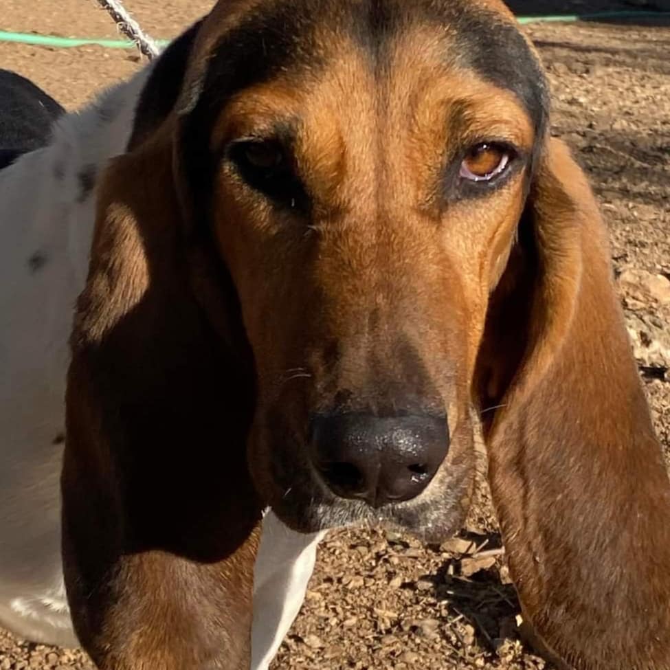 Welcome Miles.  This under 1 year old traveled miles and miles to get safe! Stupid puppy energy.  Adoption applications at www.daphneyland.com <a target='_blank' href='https://www.instagram.com/explore/tags/bassethoundsofinstagram/'>#bassethoundsofinstagram</a> <a target='_blank' href='https://www.instagram.com/explore/tags/daphneylandrehab/'>#daphneylandrehab</a> <a target='_blank' href='https://www.instagram.com/explore/tags/rescuedogs/'>#rescuedogs</a> <a target='_blank' href='https://www.instagram.com/explore/tags/rescue/'>#rescue</a> <a target='_blank' href='https://www.instagram.com/explore/tags/rescuedogsofinstagram/'>#rescuedogsofinstagram</a>  <a target='_blank' href='https://www.instagram.com/explore/tags/nothingbetterthanabasset/'>#nothingbetterthanabasset</a> <a target='_blank' href='https://www.instagram.com/explore/tags/dailydrool/'>#dailydrool</a>