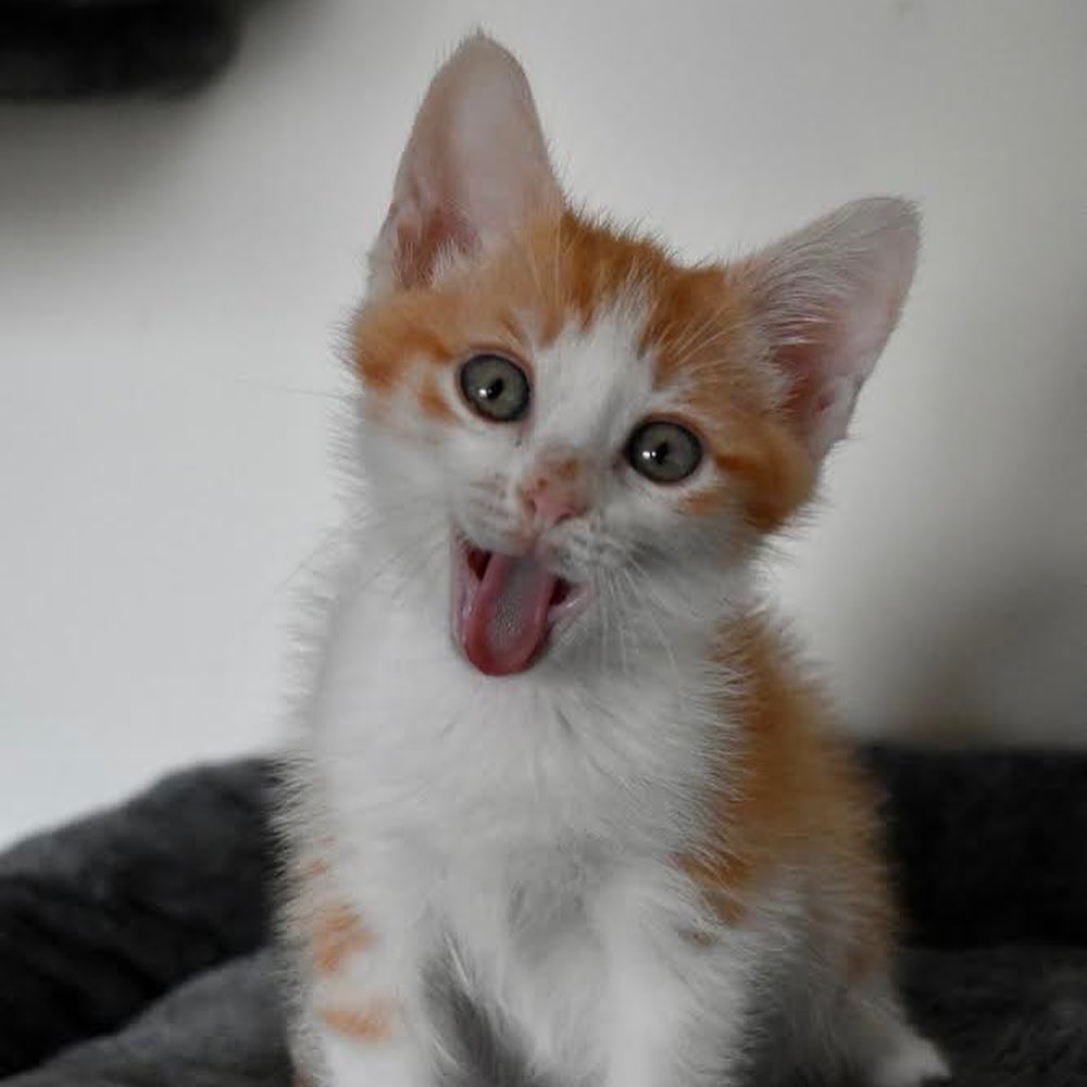 Nemo is the funniest kitten. He never stops making you laugh with his little quirks. He loves to chase after ping pong balls but then gets scared when they bounce back at him. Nemo loves to play with all his siblings (Buzz, Angel, Belle). He is the biggest cuddle bug and wants to be right next to your face or on your chest when it’s bed time. He would fit best in a family that would play and cuddle with him endlessly. 

 ⠀⠀⠀⠀⠀⠀⠀⠀ ⠀⠀⠀⠀⠀⠀⠀⠀⠀ ⠀⠀⠀⠀⠀⠀⠀⠀⠀
 ⠀⠀⠀⠀⠀⠀⠀⠀⠀ ⠀⠀⠀⠀⠀⠀⠀⠀⠀
If you are interested in adopting Nemo, submit an application at https://www.littlelionfoundation.org/adopt
 ⠀⠀⠀⠀⠀⠀⠀⠀⠀ ⠀⠀⠀⠀⠀⠀⠀⠀⠀
To donate⬇️
🐾 Donate thru our PayPal link at www.PayPal.me/littlelionfoundation
 ⠀⠀⠀⠀⠀⠀⠀⠀⠀ ⠀⠀⠀⠀⠀⠀⠀⠀⠀
🐾 VENMO: @Littlelion-foundation
 ⠀⠀⠀⠀⠀⠀⠀⠀⠀ ⠀⠀⠀⠀⠀⠀⠀⠀⠀
🐾 Donate thru our CUDDLY campaigns https://cuddly.com/shelter/37701/The-Little-Lion-Foundation
 ⠀⠀⠀⠀⠀⠀⠀⠀⠀ ⠀⠀⠀⠀⠀⠀⠀⠀⠀
🐾www.littlelionfoundation.org/donate
 ⠀⠀⠀⠀⠀⠀⠀⠀⠀ ⠀⠀⠀⠀⠀⠀⠀⠀⠀
<a target='_blank' href='https://www.instagram.com/explore/tags/thelittlelionfoundation/'>#thelittlelionfoundation</a> <a target='_blank' href='https://www.instagram.com/explore/tags/roarforthevoiceless/'>#roarforthevoiceless</a> <a target='_blank' href='https://www.instagram.com/explore/tags/adopt/'>#adopt</a> <a target='_blank' href='https://www.instagram.com/explore/tags/adoptdontshop/'>#adoptdontshop</a> <a target='_blank' href='https://www.instagram.com/explore/tags/spayandneuter/'>#spayandneuter</a> <a target='_blank' href='https://www.instagram.com/explore/tags/longbeach/'>#longbeach</a> <a target='_blank' href='https://www.instagram.com/explore/tags/foster/'>#foster</a> <a target='_blank' href='https://www.instagram.com/explore/tags/fosterkittens/'>#fosterkittens</a> <a target='_blank' href='https://www.instagram.com/explore/tags/donate/'>#donate</a> <a target='_blank' href='https://www.instagram.com/explore/tags/rescuecat/'>#rescuecat</a> <a target='_blank' href='https://www.instagram.com/explore/tags/cat/'>#cat</a> <a target='_blank' href='https://www.instagram.com/explore/tags/kittens/'>#kittens</a> <a target='_blank' href='https://www.instagram.com/explore/tags/tabbycat/'>#tabbycat</a>
 ⠀⠀⠀⠀⠀⠀⠀⠀ ⠀⠀⠀⠀⠀⠀⠀⠀⠀ ⠀⠀⠀⠀⠀⠀⠀⠀⠀
 ⠀⠀⠀⠀⠀⠀⠀⠀⠀ ⠀⠀⠀⠀⠀⠀⠀⠀⠀
If you are interested in adopting Belle, submit an application at https://www.littlelionfoundation.org/adopt
 ⠀⠀⠀⠀⠀⠀⠀⠀⠀ ⠀⠀⠀⠀⠀⠀⠀⠀⠀
To donate⬇️
🐾 Donate thru our PayPal link at www.PayPal.me/littlelionfoundation
 ⠀⠀⠀⠀⠀⠀⠀⠀⠀ ⠀⠀⠀⠀⠀⠀⠀⠀⠀
🐾 VENMO: @Littlelion-foundation
 ⠀⠀⠀⠀⠀⠀⠀⠀⠀ ⠀⠀⠀⠀⠀⠀⠀⠀⠀
🐾 Donate thru our CUDDLY campaigns https://cuddly.com/shelter/37701/The-Little-Lion-Foundation
 ⠀⠀⠀⠀⠀⠀⠀⠀⠀ ⠀⠀⠀⠀⠀⠀⠀⠀⠀
🐾www.littlelionfoundation.org/donate
 ⠀⠀⠀⠀⠀⠀⠀⠀⠀ ⠀⠀⠀⠀⠀⠀⠀⠀⠀
<a target='_blank' href='https://www.instagram.com/explore/tags/thelittlelionfoundation/'>#thelittlelionfoundation</a> <a target='_blank' href='https://www.instagram.com/explore/tags/roarforthevoiceless/'>#roarforthevoiceless</a> <a target='_blank' href='https://www.instagram.com/explore/tags/adopt/'>#adopt</a> <a target='_blank' href='https://www.instagram.com/explore/tags/adoptdontshop/'>#adoptdontshop</a> <a target='_blank' href='https://www.instagram.com/explore/tags/spayandneuter/'>#spayandneuter</a> <a target='_blank' href='https://www.instagram.com/explore/tags/longbeach/'>#longbeach</a> <a target='_blank' href='https://www.instagram.com/explore/tags/foster/'>#foster</a> <a target='_blank' href='https://www.instagram.com/explore/tags/fosterkittens/'>#fosterkittens</a> <a target='_blank' href='https://www.instagram.com/explore/tags/donate/'>#donate</a> <a target='_blank' href='https://www.instagram.com/explore/tags/rescuecat/'>#rescuecat</a> <a target='_blank' href='https://www.instagram.com/explore/tags/cat/'>#cat</a> <a target='_blank' href='https://www.instagram.com/explore/tags/kittens/'>#kittens</a> <a target='_blank' href='https://www.instagram.com/explore/tags/gingercat/'>#gingercat</a>