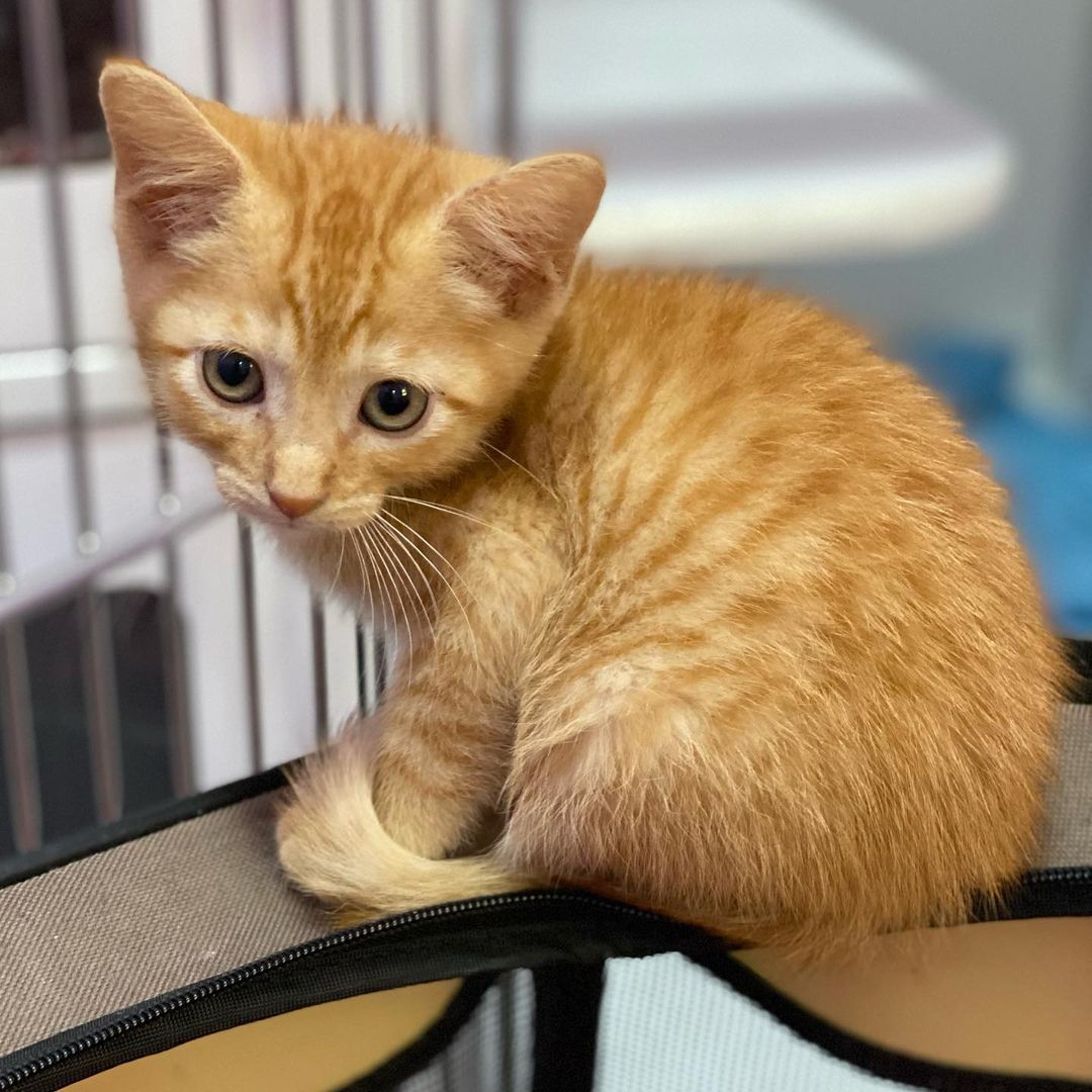 Now that baseball season is over, our baseball kids need a foster home. These four cool boys are about 9 weeks old and very sweet and playful. We need them to go into a foster home for a few weeks until they are fully vetted. If you would like to foster WRIGLEY, DODGER, CAMDEN & FENWAY, please email us at TylerTXCats@gmail.com.