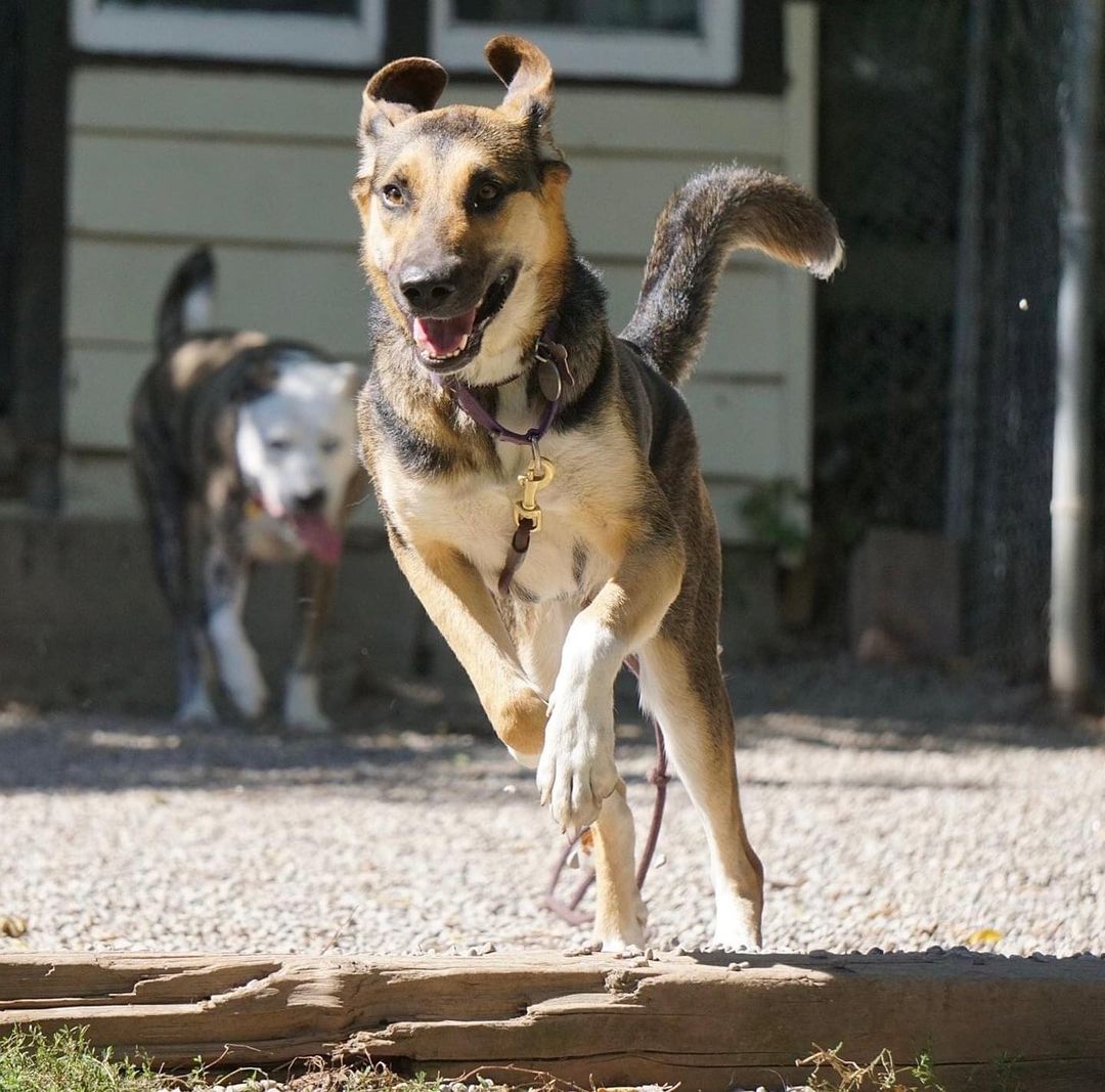 TGIF! Whether it’s running into the weekend full speed, or relaxing and settling in with a good snack, these adoptable pups are ready.

Pictured: Jimmy, Callie, Spotty, Berry, Flossy

<a target='_blank' href='https://www.instagram.com/explore/tags/adoptapet/'>#adoptapet</a> <a target='_blank' href='https://www.instagram.com/explore/tags/opttoadopt/'>#opttoadopt</a> <a target='_blank' href='https://www.instagram.com/explore/tags/adoptme/'>#adoptme</a> <a target='_blank' href='https://www.instagram.com/explore/tags/adoptdontshop/'>#adoptdontshop</a> <a target='_blank' href='https://www.instagram.com/explore/tags/torontodogsforadoption/'>#torontodogsforadoption</a> <a target='_blank' href='https://www.instagram.com/explore/tags/straytoplay/'>#straytoplay</a> <a target='_blank' href='https://www.instagram.com/explore/tags/rescuedog/'>#rescuedog</a> <a target='_blank' href='https://www.instagram.com/explore/tags/torontodogs/'>#torontodogs</a> <a target='_blank' href='https://www.instagram.com/explore/tags/foreverhomeneeded/'>#foreverhomeneeded</a> <a target='_blank' href='https://www.instagram.com/explore/tags/ontariorescuedogs/'>#ontariorescuedogs</a>