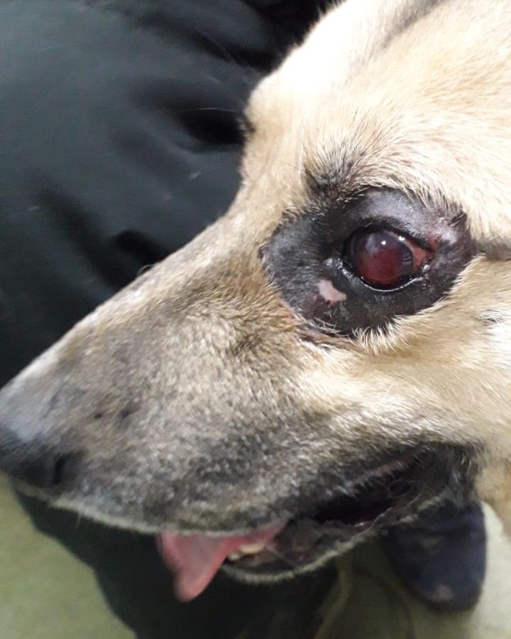 Update: Rex's eye surgery cannot be avoided. 😢

Rex visited several ophtalmologists for a surgery consult. His eye has gotten worse despite the ongoing treatment and is causing him a great discomfort.
He has bleeding and a possible tumor in left eye which is very painful. 
Xrays that were done yesterday are unclear and it is hard to tell if there are metastasis in his lung or something else.
Both Russian and American doctors suggested to go ahead with the surgery, that is schedued for this Wednesday, to keep Rex pain free for as long as possible. We will know exactly if there is cancer after the eye is sent to a histopathologist for evaluation.

Rex is a sweet, docile, and obedient dog that for years lived unnoticed in a rural shelter and if it wasn't for our volunteers he'd vanish there in agony. He was suffering quetely forced to be confined to a very poor living conditions that undermined his health. 
 
Please keep Rex in your thoughts and donate today toward Rex's surgery and recovery.

🔶 Venmo: @biglittlelife
🔶 PayPal Giving: https://www.paypal.com/us/fundraiser/charity/4413748
🔶 Web: www.biglittleliferescue.org/donate

<a target='_blank' href='https://www.instagram.com/explore/tags/rex_biglittlelife/'>#rex_biglittlelife</a>