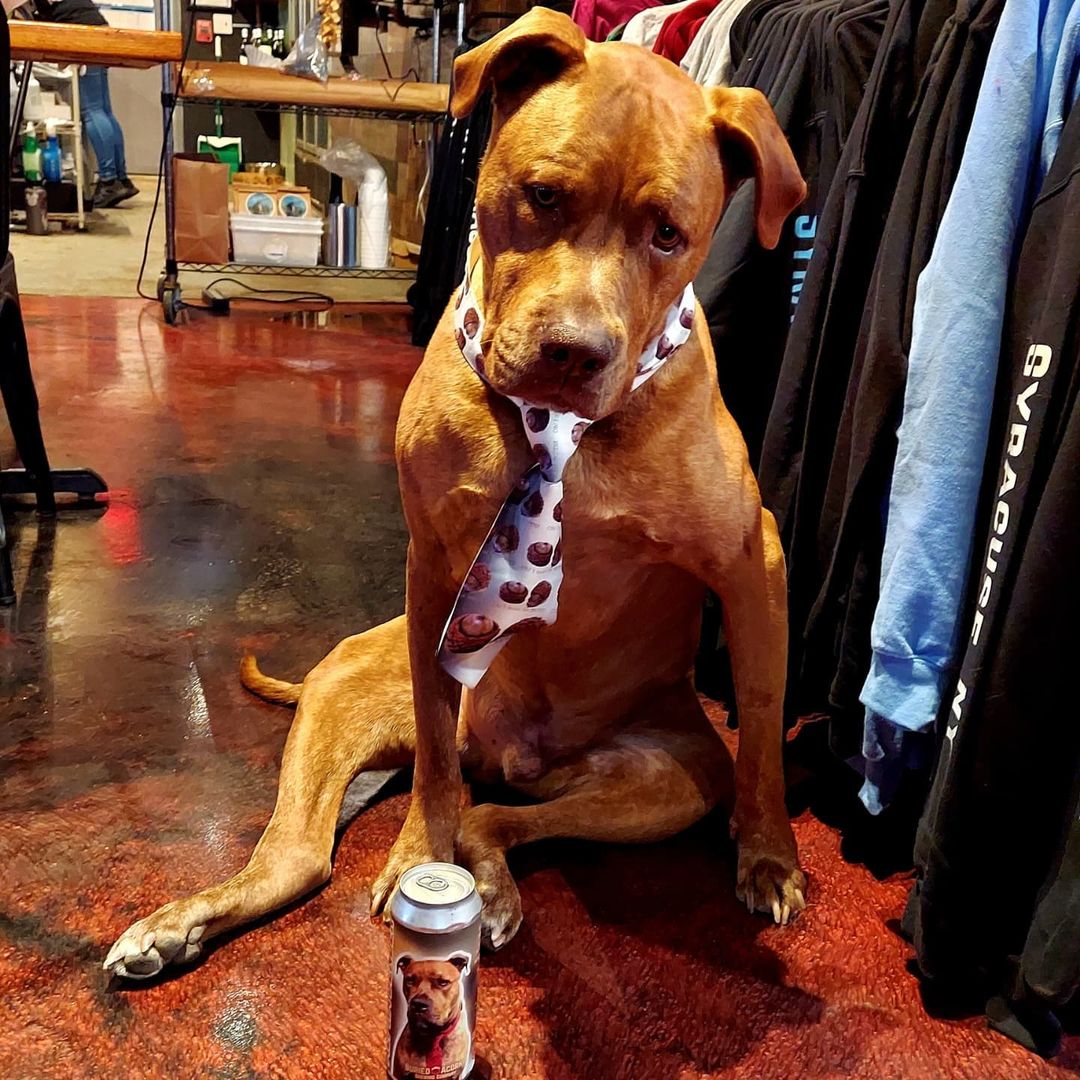 Sam, Jaycee & Willow had a blast meeting new friends at the @buriedacornbrewing Alpha Bender <a target='_blank' href='https://www.instagram.com/explore/tags/beer/'>#beer</a> release. They got to meet sweet Chewbacca, @petpartners therapy dog & winner of the label contest! Thanks to Buried Acorn for your support of <a target='_blank' href='https://www.instagram.com/explore/tags/helpinghounds/'>#helpinghounds</a>! 🍻