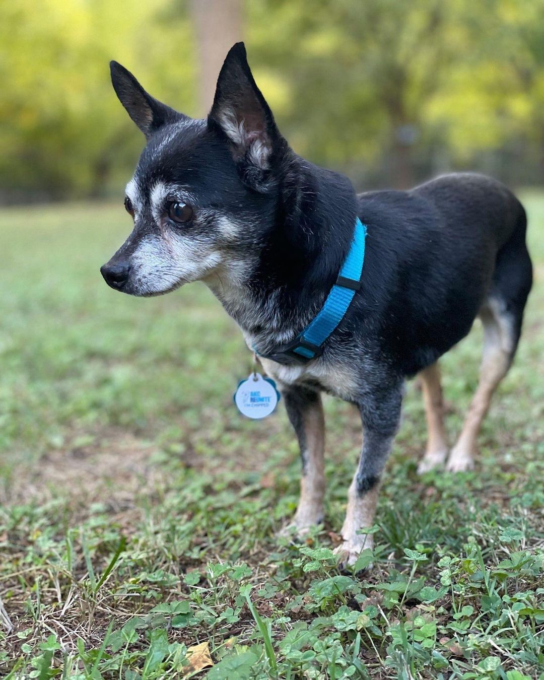 Meet Spanky. This dapper little guy is being fostered with three other small dogs and cats and gets along well with everyone. He's not a big player but does enjoy pup companionship. His foster mom, Linda, describes him as one of the sweetest dogs she's ever fostered and says he's a laid-back, confident, and a snuggly little guy who quickly connects to his person. He follows Linda around the house and likes to be picked up — he will look at you longingly with expectations to be held. He loves to sit in your lap and gets excited when visitors drop by. He may bark at first but is fine with company once they settle in.

Spanky is crate trained and goes into the crate without issue or whining. Technically, he is house trained and knows how to use the doggy door, but will occasionally mark...typically after he eats. He's only been in his foster home two weeks, so that could subside,# and this is not uncommon behavior in male Chihuahuas. You can use a belly band to curb the behavior, but we have already seen some improvement.

If you are looking for an adorable, affectionate, loyal companion who gets along with everyone and will love you unconditionally, Spanky is your pup. 

Apply today on our website - link in bio. 

Breed: Chihuahua
Age: ~ 8 years
Weight: 7-8lbs
Other: Good with dogs, cats, kids 7+ yo