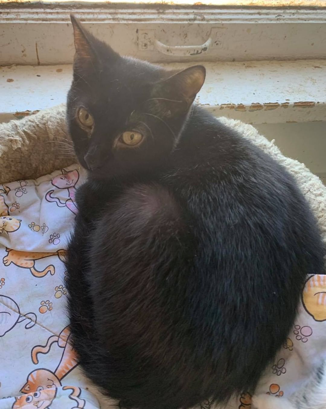 Our ninth black kitty for November is Tahiti! This girl loves to be held and snuggled! She is super sweet and just wants to give you all her love 💕 Tahiti is 6 months old, spayed, FIV/FELV negative and up to date on vaccines. To put in an application click on the link below. 

https://www.sbanimalrescue.org/adopt
