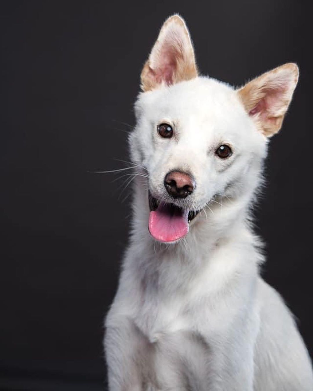 Meet Soju! He is a Korean jindo mix, who is actually from South Korea. He weighs 31 pounds, and is a year and half old. He is house trained and has been crated before, but does great outside of it! He can be energetic, but calm me easily. Extremely fast and agile. He gets along great with other dogs and even cats. He loves toys. His favorite toy is his rubber duck. He knows several tricks and learns easily! He is a great dog all around very well behaved! 

Soju is being fostered in Huntsville, Alabama. He is up to date on vaccines and preventatives, microchipped, and neutered. If you’re interested in meeting Soju, just fill out a non-binding adoption application at FORrescue.net. Email info@FORrescue.net with any questions. 
<a target='_blank' href='https://www.instagram.com/explore/tags/soju/'>#soju</a> <a target='_blank' href='https://www.instagram.com/explore/tags/jindomix/'>#jindomix</a> <a target='_blank' href='https://www.instagram.com/explore/tags/rescuedog/'>#rescuedog</a> <a target='_blank' href='https://www.instagram.com/explore/tags/fosterdog/'>#fosterdog</a> <a target='_blank' href='https://www.instagram.com/explore/tags/dog/'>#dog</a> <a target='_blank' href='https://www.instagram.com/explore/tags/dogsofinstagram/'>#dogsofinstagram</a> <a target='_blank' href='https://www.instagram.com/explore/tags/adoptdontshop/'>#adoptdontshop</a> <a target='_blank' href='https://www.instagram.com/explore/tags/spayandneuter/'>#spayandneuter</a> <a target='_blank' href='https://www.instagram.com/explore/tags/friendsofrescue/'>#friendsofrescue</a> <a target='_blank' href='https://www.instagram.com/explore/tags/forrescue/'>#forrescue</a>