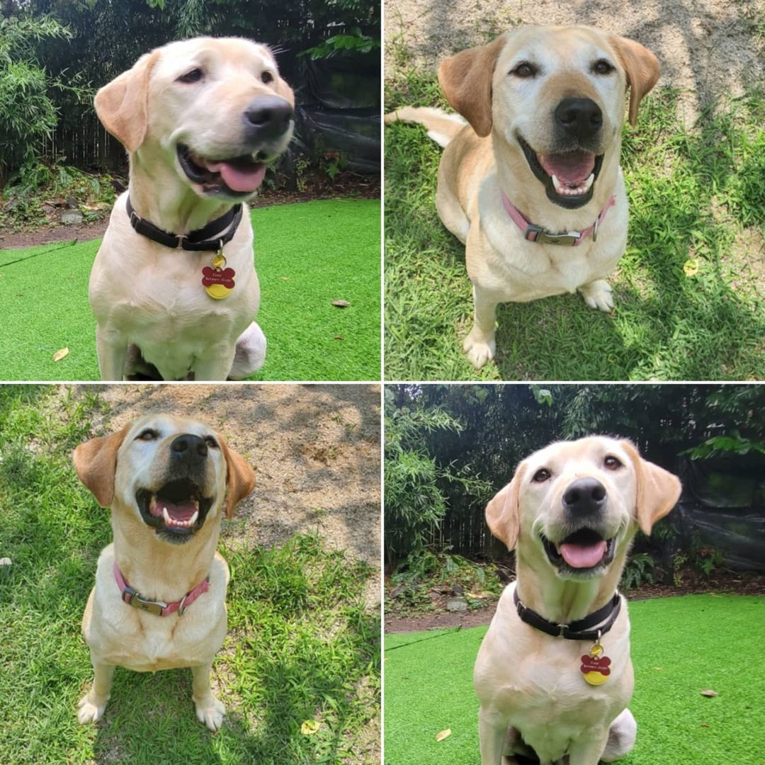 STILL SEARCHING FOR FOREVER HOME (In foster in North Vancouver) 🏘️💕 - PLEASE SHARE!

We can't believe this amazing girl hasn't found her home yet! Vera has settled in with her foster in North Vancouver beautifully. All that's missing is her forever family!

Vera is a 3.5 year old lab (weighing 23kg/50lb) who will be a perfect companion for an active family who enjoys the outdoors and other adventures. She is outgoing and optimistic, and will always be by your side. She hasn't met anyone she didn't love, whether human or dog, from chihuahua to great dane. Her tail is always wagging while she is either following her humans around or playing with other dogs. 

She walks well on leash (although she will pull a bit in the beginning when excited), but looks to her handler for direction.

Vera is a typical lab who is eager to please, and pays close attention to what is being asked of her so she can be praised for doing good. She is happy go lucky, social, friendly, obidient, and goofy. 

Her ideal home is someone who has experience with bigger dogs (or are able to manage them) as Vera can be excitable at times. She would require a house with a yard in a more suburban area and active humans who enjoy the outdoors who will be able to include her in their adventures. Vera loves her humans and being outdoors. Therefore, she loves being taken on hikes and trails. She would do best with humans who have the time to spend with her, as she loves her people. Having another playful and friendly dog in the home is ideal.

To apply or learn more:
https://www.freekoreandogs.org/adopt/vera/
.
.
.
.
.
.
.
.
.
.
<a target='_blank' href='https://www.instagram.com/explore/tags/freekoreandogs/'>#freekoreandogs</a> <a target='_blank' href='https://www.instagram.com/explore/tags/adoptdontshop/'>#adoptdontshop</a> <a target='_blank' href='https://www.instagram.com/explore/tags/rescuedog/'>#rescuedog</a> <a target='_blank' href='https://www.instagram.com/explore/tags/rescuedogs/'>#rescuedogs</a> <a target='_blank' href='https://www.instagram.com/explore/tags/rescuedismyfavoritebreed/'>#rescuedismyfavoritebreed</a> <a target='_blank' href='https://www.instagram.com/explore/tags/rescuedogsofig/'>#rescuedogsofig</a> <a target='_blank' href='https://www.instagram.com/explore/tags/rescuedogsofinstagram/'>#rescuedogsofinstagram</a> <a target='_blank' href='https://www.instagram.com/explore/tags/adoptionsaveslives/'>#adoptionsaveslives</a> <a target='_blank' href='https://www.instagram.com/explore/tags/adoptme/'>#adoptme</a> <a target='_blank' href='https://www.instagram.com/explore/tags/adoptable/'>#adoptable</a> <a target='_blank' href='https://www.instagram.com/explore/tags/adoptables/'>#adoptables</a> <a target='_blank' href='https://www.instagram.com/explore/tags/dogadoption/'>#dogadoption</a> <a target='_blank' href='https://www.instagram.com/explore/tags/takemehome/'>#takemehome</a> <a target='_blank' href='https://www.instagram.com/explore/tags/dogrescue/'>#dogrescue</a>  <a target='_blank' href='https://www.instagram.com/explore/tags/fureverhome/'>#fureverhome</a> <a target='_blank' href='https://www.instagram.com/explore/tags/fureverfamily/'>#fureverfamily</a> <a target='_blank' href='https://www.instagram.com/explore/tags/lookingforahome/'>#lookingforahome</a> <a target='_blank' href='https://www.instagram.com/explore/tags/fureverhomeneeded/'>#fureverhomeneeded</a> <a target='_blank' href='https://www.instagram.com/explore/tags/dogadoption/'>#dogadoption</a> <a target='_blank' href='https://www.instagram.com/explore/tags/adoptionsaveslives/'>#adoptionsaveslives</a> <a target='_blank' href='https://www.instagram.com/explore/tags/koreanrescuedog/'>#koreanrescuedog</a> <a target='_blank' href='https://www.instagram.com/explore/tags/lookingforforeverhome/'>#lookingforforeverhome</a> <a target='_blank' href='https://www.instagram.com/explore/tags/emptyallshelters/'>#emptyallshelters</a> <a target='_blank' href='https://www.instagram.com/explore/tags/shelterdogsofinstagram/'>#shelterdogsofinstagram</a> <a target='_blank' href='https://www.instagram.com/explore/tags/Labradorretriever/'>#Labradorretriever</a> <a target='_blank' href='https://www.instagram.com/explore/tags/labsofinstagram/'>#labsofinstagram</a> <a target='_blank' href='https://www.instagram.com/explore/tags/shelterdog/'>#shelterdog</a> <a target='_blank' href='https://www.instagram.com/explore/tags/vancitydogs/'>#vancitydogs</a>