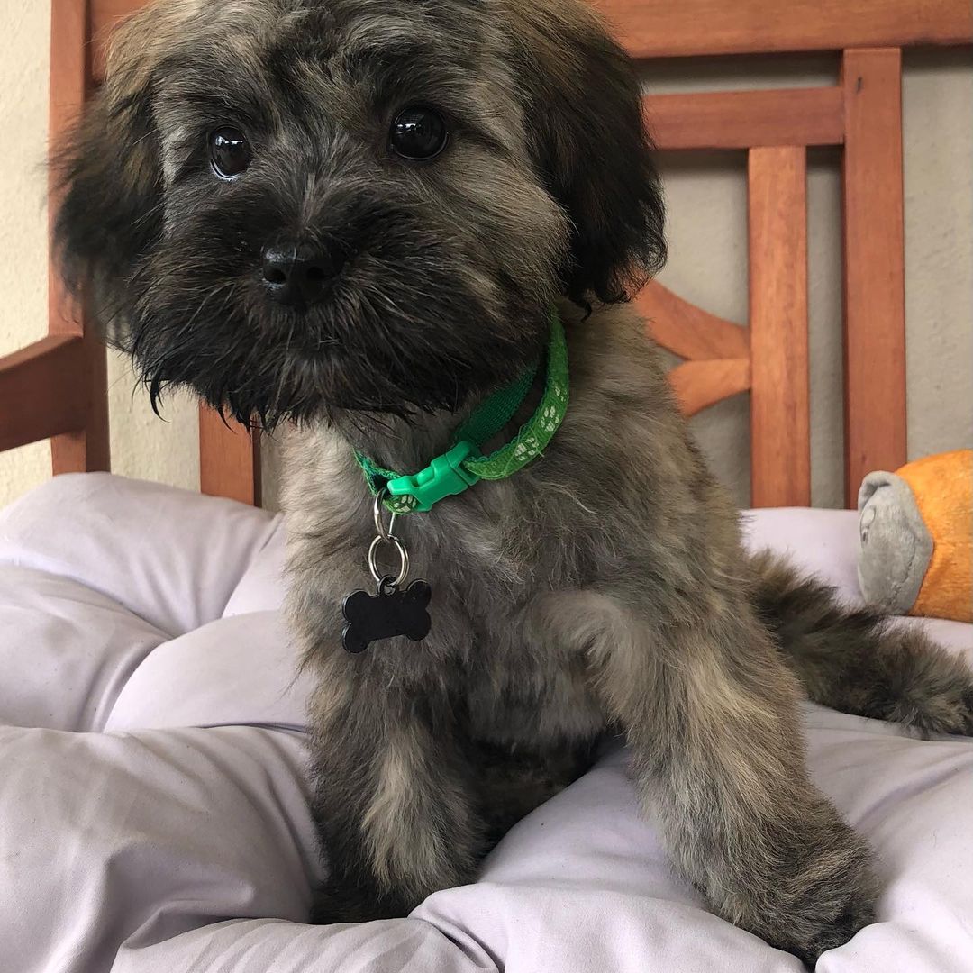 **Whoa this little girl is a popular one….applicators are now closed while we sort through the pile we received in a few short hours**
Talia is ready to find her forever homes! We were asked to take this  6ish month old Havanese mix in when her family could not longer care for her. Talia does great with other dogs and loves her people. Shy at first she will be the first to greet you with kisses when she knows you are a friend not foe. She’s small but full of energy so a family that is active and is looking for that perfect portable hiking, wine tasting, site seeing pooch to join them on all their adventures would be best. If there was another canine sibling in the house that would be an added bonus but not completely necessary. When it comes to the kiddos she could handle sharing her new mom/dad with school aged kids over the age of 10 that know how to respect a dog and treat them right as well as give her time to warm up to them. We love our little kiddos but a tail pulling toddler that doesn’t know any better would not be the right match for this beauty. If you would like to be considered please send us an application. 
<a target='_blank' href='https://www.instagram.com/explore/tags/jakeswishdogrescue/'>#jakeswishdogrescue</a> <a target='_blank' href='https://www.instagram.com/explore/tags/havaneseofinstagram/'>#havaneseofinstagram</a> <a target='_blank' href='https://www.instagram.com/explore/tags/adoptdontshop/'>#adoptdontshop</a> <a target='_blank' href='https://www.instagram.com/explore/tags/rescuedogsofinstagram/'>#rescuedogsofinstagram</a> <a target='_blank' href='https://www.instagram.com/explore/tags/rescuedismyfavoritebreed/'>#rescuedismyfavoritebreed</a>