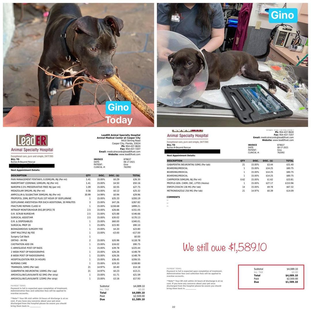 First of all thank you so very much for the support! 

We  are facing serious financial problems and we are now CLOSED our intake until we figure out payments to our vets.

Gino: LeadEr Animal Specially Hospital $1579.10

We were able to pay $2500 at LeadEr.

Attached is the  open invoice along with Gino’s before & after pics. 

Any help will be really appreciated.

✅PAYPAL ME
https://paypal.me/bulliesnbeyondrescue 
✅CashApp $bulliesnbeyond
✅Venmo @Bullies-N-Beyond17 

Gino is now healed from his surgery and Parvo and is  ready to find his forever family. He is dog, cat, and kid friendly. He loves everyone!! Gino is around  8 months old and weighs approximately 30 lbs., crate trained and about 90% potty trained. 
He is located in Coral Springs, Fl. 

Email us at 
bulliesnbeyond@gmail.com
  <a target='_blank' href='https://www.instagram.com/explore/tags/pleasehelpus/'>#pleasehelpus</a> <a target='_blank' href='https://www.instagram.com/explore/tags/adoptme/'>#adoptme</a>