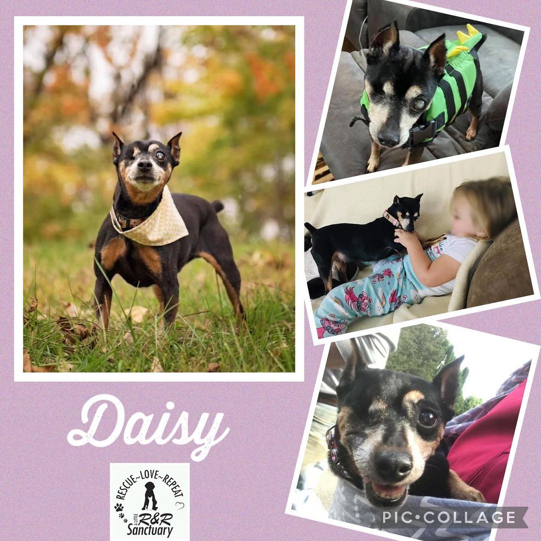 <a target='_blank' href='https://www.instagram.com/explore/tags/fivedollarfriday/'>#fivedollarfriday</a> ok all reaching out to help Daisy, she is a hospice case which means she will stay with her foster forever, she has been so well taken care of by, she is thriving but it is very expensive. She had to have an eye removed & has other conditions such as diabetes. Her monthly expenses are mounting so asking all our followers here to donate $5 today, this is less than the cost of a latte at Starbucks. If each follower donates on this <a target='_blank' href='https://www.instagram.com/explore/tags/fivedollarfriday/'>#fivedollarfriday</a> we would raise nearly $4k! We accept <a target='_blank' href='https://www.instagram.com/explore/tags/vemno/'>#vemno</a> or <a target='_blank' href='https://www.instagram.com/explore/tags/zelle/'>#zelle</a> to rrsanctuary@gmail.com how can you resist this face, go on donate today, please!!