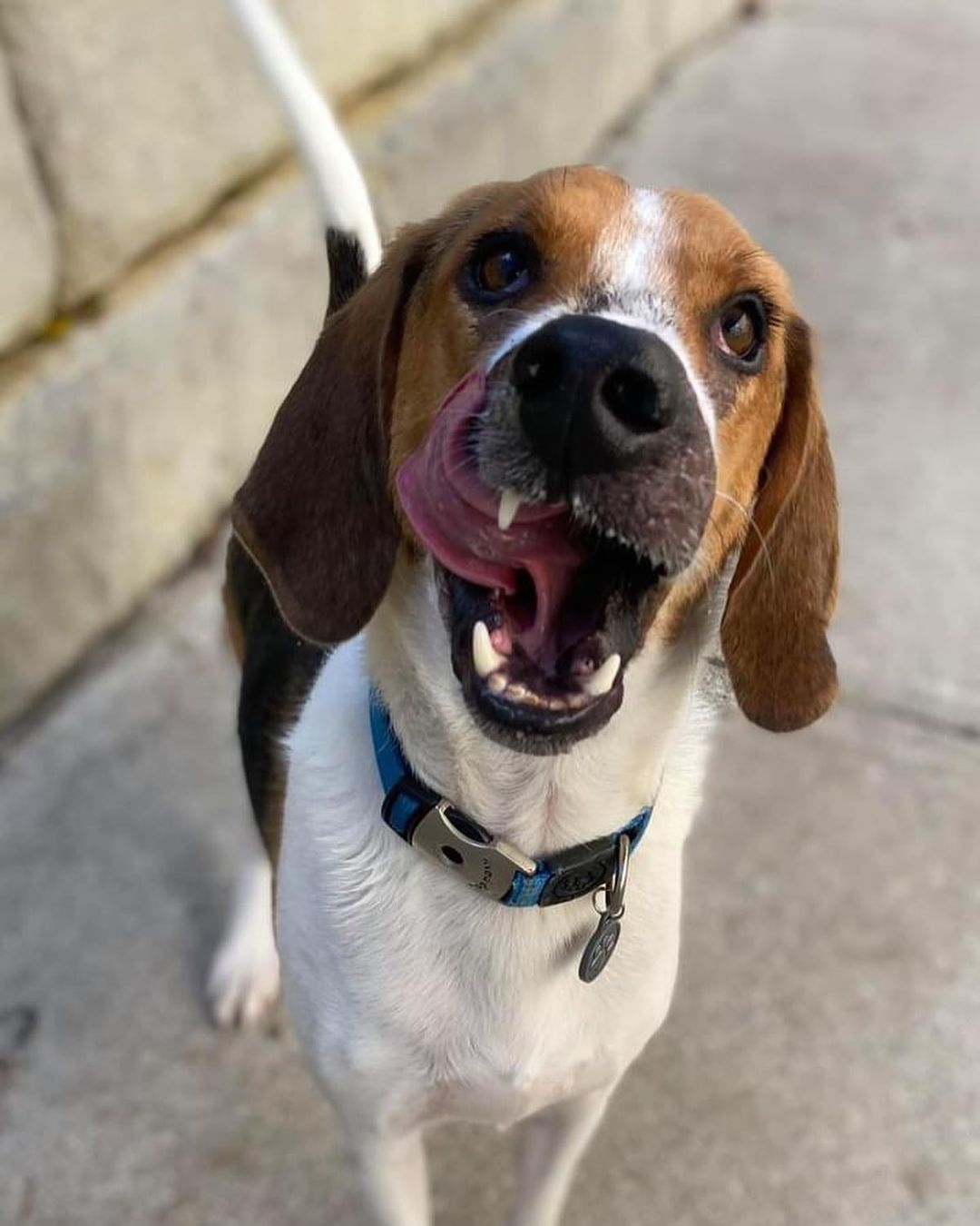 Several years ago we rescued two treeing walker coonhounds with the same facial scaring. Bertie was found and rescued by us and two weeks later Duke showed up so we took him too. 
True to their breed they were very gentle and were both adopted quickly.
Duke is back with us and while this makes us sad , it allowed us to take care of his veterinary needs which sadly lapsed after he left us. 
Duke is currently being treated for Lyme disease and brought UTD on shots. Lyme disease is totally preventable and curable in dogs. We encourage everyone to take their dogs in at least once a year for a simple 4 DX test that tests for not only heartworm disease but all tickbourne illnesses. Please use flea and tick prevention too because ticks are all over!! 

We are looking for a foster or forever home for Duke. He loves other dogs too!!! 
.
.
.

<a target='_blank' href='https://www.instagram.com/explore/tags/adoptabledogsofnj/'>#adoptabledogsofnj</a> <a target='_blank' href='https://www.instagram.com/explore/tags/fureverhome/'>#fureverhome</a> <a target='_blank' href='https://www.instagram.com/explore/tags/morriscountynj/'>#morriscountynj</a> <a target='_blank' href='https://www.instagram.com/explore/tags/fosterdogsofinstagram/'>#fosterdogsofinstagram</a> <a target='_blank' href='https://www.instagram.com/explore/tags/rescuedogsofinstagram/'>#rescuedogsofinstagram</a> <a target='_blank' href='https://www.instagram.com/explore/tags/rescuedogsofnj/'>#rescuedogsofnj</a> <a target='_blank' href='https://www.instagram.com/explore/tags/dogsofnj/'>#dogsofnj</a> <a target='_blank' href='https://www.instagram.com/explore/tags/adoptdontshop/'>#adoptdontshop</a> <a target='_blank' href='https://www.instagram.com/explore/tags/adopt/'>#adopt</a> <a target='_blank' href='https://www.instagram.com/explore/tags/savethemall/'>#savethemall</a> <a target='_blank' href='https://www.instagram.com/explore/tags/newjerseydogs/'>#newjerseydogs</a> <a target='_blank' href='https://www.instagram.com/explore/tags/adoptionrocks/'>#adoptionrocks</a> <a target='_blank' href='https://www.instagram.com/explore/tags/instarescue/'>#instarescue</a> <a target='_blank' href='https://www.instagram.com/explore/tags/instaadopt/'>#instaadopt</a> <a target='_blank' href='https://www.instagram.com/explore/tags/fosterfamily/'>#fosterfamily</a> <a target='_blank' href='https://www.instagram.com/explore/tags/rescueismyfavoritebreed/'>#rescueismyfavoritebreed</a> <a target='_blank' href='https://www.instagram.com/explore/tags/newlife/'>#newlife</a> <a target='_blank' href='https://www.instagram.com/explore/tags/allbreedswithallneeds/'>#allbreedswithallneeds</a> <a target='_blank' href='https://www.instagram.com/explore/tags/njshpetrescue/'>#njshpetrescue</a> <a target='_blank' href='https://www.instagram.com/explore/tags/fosteringsaveslives/'>#fosteringsaveslives</a> <a target='_blank' href='https://www.instagram.com/explore/tags/adoptme/'>#adoptme</a>