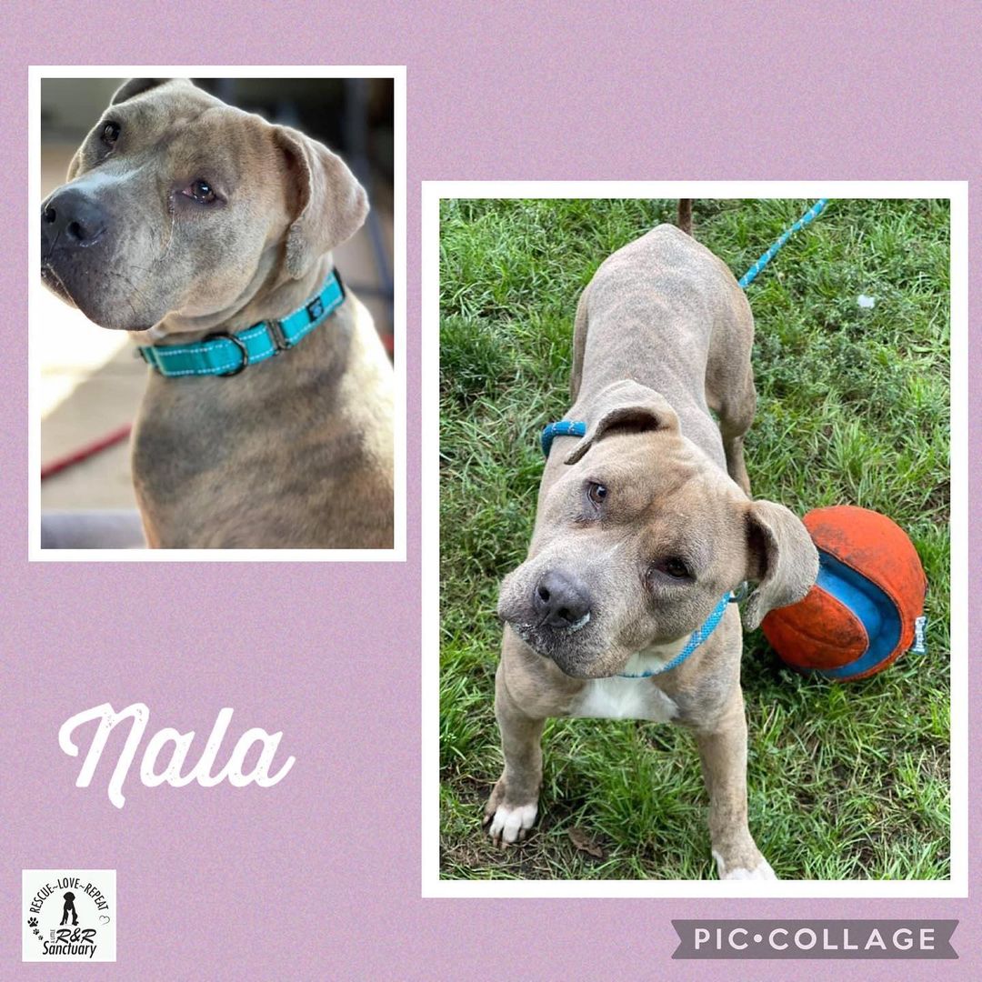 How can you resist that head tilt, Nala is about 4 years old and looking for her forever home. DM for details or use the link in our bio to submit an adoption application.