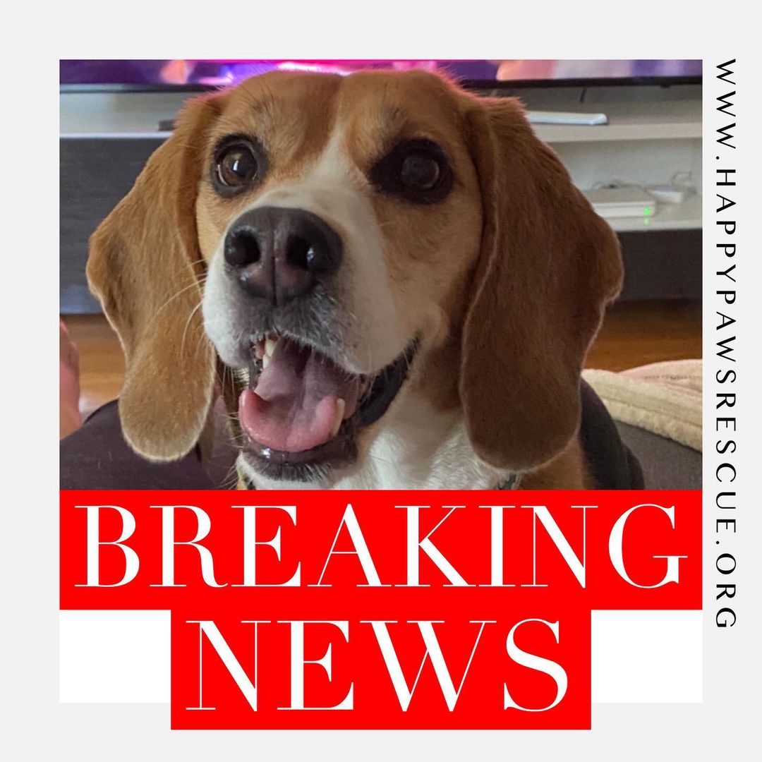 We are going to be taking in a very large group of retired research beagles over the next 3 months. We are looking for foster homes! If you are interested in fostering one of these beagles please fill out an application (link in bio) we will need homes through the holidays as well as after!
