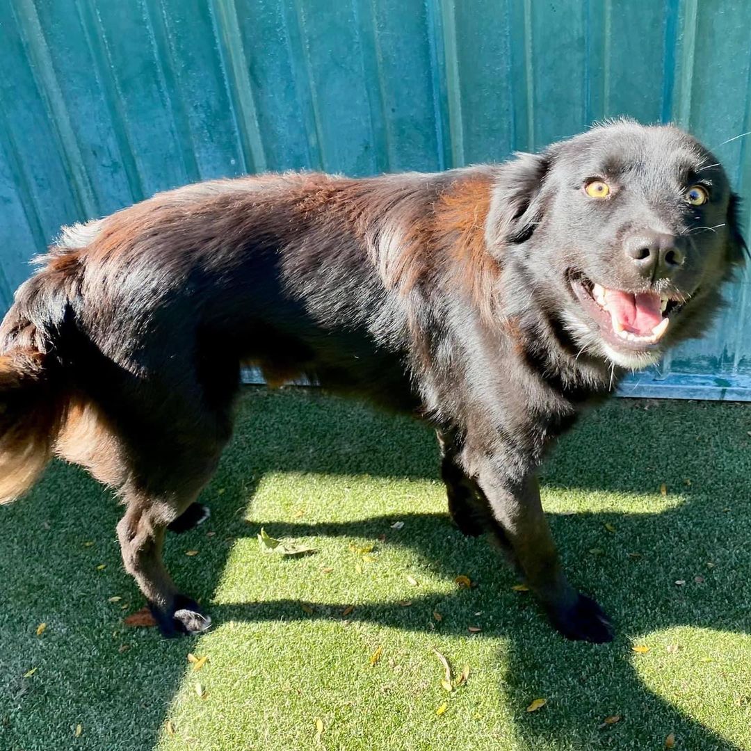 Wow, this boy is a stunner! I don’t know what’s more striking, his golden eyes or that fluffy black fur. Say hello to handsome as heck Hawk! 🖤

Hawk is a very snuggly, loving 3 year old boy who is smaller than he looks at just 37 pounds. He gets along great with other dogs and people and is a little toooo interested in cats so would do best in a feline-free home. He walks well on a leash and loves playtime in the yard or on a hike/walk/run. 🖤

Hawk is a very sweet cuddler and is sure to keep you warm on these cool fall nights. Make him yours today!! 🖤

<a target='_blank' href='https://www.instagram.com/explore/tags/adoptme/'>#adoptme</a> <a target='_blank' href='https://www.instagram.com/explore/tags/handsome/'>#handsome</a> <a target='_blank' href='https://www.instagram.com/explore/tags/stunning/'>#stunning</a> <a target='_blank' href='https://www.instagram.com/explore/tags/rescuedog/'>#rescuedog</a> <a target='_blank' href='https://www.instagram.com/explore/tags/blackdogsrock/'>#blackdogsrock</a> <a target='_blank' href='https://www.instagram.com/explore/tags/dogsofstl/'>#dogsofstl</a> <a target='_blank' href='https://www.instagram.com/explore/tags/dogsofstlouis/'>#dogsofstlouis</a> <a target='_blank' href='https://www.instagram.com/explore/tags/thoseeyes/'>#thoseeyes</a> <a target='_blank' href='https://www.instagram.com/explore/tags/familydog/'>#familydog</a> <a target='_blank' href='https://www.instagram.com/explore/tags/mediumdog/'>#mediumdog</a> <a target='_blank' href='https://www.instagram.com/explore/tags/goodboy/'>#goodboy</a> <a target='_blank' href='https://www.instagram.com/explore/tags/cuddler/'>#cuddler</a> <a target='_blank' href='https://www.instagram.com/explore/tags/fluffy/'>#fluffy</a> <a target='_blank' href='https://www.instagram.com/explore/tags/homefortheholidays/'>#homefortheholidays</a>