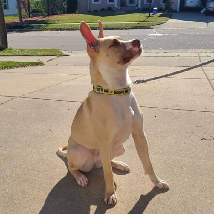 OMGEEEEEEEE! 😍

Meet Willow - an 1.5 year old, female, Boxer mix. She is a fit 48 pound beauty with medium-high energy that loves to go for walks, play with toys, and snuggle on the couch when she is tired. So far, Willow gets along with all humans big and small, dogs, and even the cats she lives with.  She is quiet in her crate overnight and when her foster family is away.  Willow is a smart pup that is very food motivated! She is working hard on mastering some basic commands like sit, come, and lay down.  Willow enjoys learning, puzzles, riding in the car, playing with toys, and is up for any adventure! And if you need a friend to talk to - Willow is all ears!

<a target='_blank' href='https://www.instagram.com/explore/tags/adoptdontshop/'>#adoptdontshop</a>
<a target='_blank' href='https://www.instagram.com/explore/tags/luckymuttswi/'>#luckymuttswi</a>
<a target='_blank' href='https://www.instagram.com/explore/tags/rescuedogsmke/'>#rescuedogsmke</a>
<a target='_blank' href='https://www.instagram.com/explore/tags/doglovers/'>#doglovers</a>
<a target='_blank' href='https://www.instagram.com/explore/tags/rescuedogsofinstagram/'>#rescuedogsofinstagram</a>
<a target='_blank' href='https://www.instagram.com/explore/tags/sweetpup/'>#sweetpup</a>
<a target='_blank' href='https://www.instagram.com/explore/tags/mke/'>#mke</a>
<a target='_blank' href='https://www.instagram.com/explore/tags/mkepup/'>#mkepup</a>
<a target='_blank' href='https://www.instagram.com/explore/tags/wisconsinrescue/'>#wisconsinrescue</a>
<a target='_blank' href='https://www.instagram.com/explore/tags/lovedogs/'>#lovedogs</a>
<a target='_blank' href='https://www.instagram.com/explore/tags/rescue/'>#rescue</a>
<a target='_blank' href='https://www.instagram.com/explore/tags/foster/'>#foster</a>
<a target='_blank' href='https://www.instagram.com/explore/tags/adopt/'>#adopt</a>
<a target='_blank' href='https://www.instagram.com/explore/tags/dogsofinstagram/'>#dogsofinstagram</a>
<a target='_blank' href='https://www.instagram.com/explore/tags/dogrescue/'>#dogrescue</a>
<a target='_blank' href='https://www.instagram.com/explore/tags/beauty/'>#beauty</a>
<a target='_blank' href='https://www.instagram.com/explore/tags/allears/'>#allears</a>
<a target='_blank' href='https://www.instagram.com/explore/tags/family/'>#family</a>
<a target='_blank' href='https://www.instagram.com/explore/tags/bff/'>#bff</a>