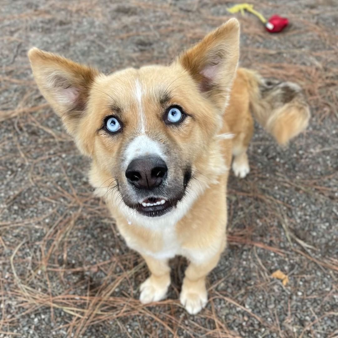 Are you ready to fall in love?💕🍂🍂
Check out some our darling adoptable dogs! 
If you are interested in scheduling a meet and greet, please fill out the inquiry form here: https://form.jotform.com/211185927125051
<a target='_blank' href='https://www.instagram.com/explore/tags/adoptables/'>#adoptables</a> <a target='_blank' href='https://www.instagram.com/explore/tags/adoption/'>#adoption</a> <a target='_blank' href='https://www.instagram.com/explore/tags/adoptme/'>#adoptme</a> <a target='_blank' href='https://www.instagram.com/explore/tags/ycascares/'>#ycascares</a> <a target='_blank' href='https://www.instagram.com/explore/tags/ycasfriends/'>#ycasfriends</a> <a target='_blank' href='https://www.instagram.com/explore/tags/yolocountyanimal/'>#yolocountyanimal</a> <a target='_blank' href='https://www.instagram.com/explore/tags/yolocountyanimalshelter/'>#yolocountyanimalshelter</a> <a target='_blank' href='https://www.instagram.com/explore/tags/yolocountyanimalservices/'>#yolocountyanimalservices</a> <a target='_blank' href='https://www.instagram.com/explore/tags/yolocounty/'>#yolocounty</a> <a target='_blank' href='https://www.instagram.com/explore/tags/westsacramento/'>#westsacramento</a> <a target='_blank' href='https://www.instagram.com/explore/tags/westsac/'>#westsac</a> <a target='_blank' href='https://www.instagram.com/explore/tags/westsacramentoca/'>#westsacramentoca</a> <a target='_blank' href='https://www.instagram.com/explore/tags/davisca/'>#davisca</a> <a target='_blank' href='https://www.instagram.com/explore/tags/daviscali/'>#daviscali</a> <a target='_blank' href='https://www.instagram.com/explore/tags/daviscalifornia/'>#daviscalifornia</a> <a target='_blank' href='https://www.instagram.com/explore/tags/adoptashelterpet/'>#adoptashelterpet</a> <a target='_blank' href='https://www.instagram.com/explore/tags/adoptashelterdog/'>#adoptashelterdog</a> <a target='_blank' href='https://www.instagram.com/explore/tags/doggos/'>#doggos</a> <a target='_blank' href='https://www.instagram.com/explore/tags/dogs/'>#dogs</a> <a target='_blank' href='https://www.instagram.com/explore/tags/adoptabledogsofcalifornia/'>#adoptabledogsofcalifornia</a>