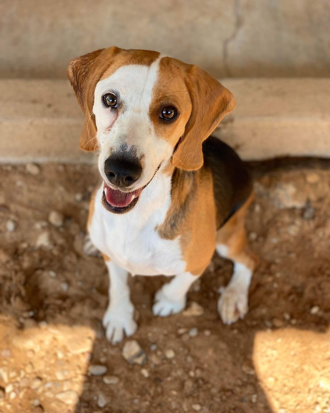 This is Copper and she is a 11 month old Beagle looking for her furr-ever home! She is not quite ready for adoption yet but she is coming soon so send in an application today to pre-adopt Copper!