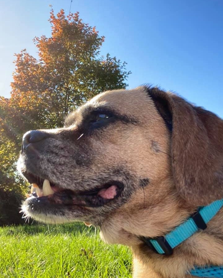 This gorgeous gal is German Butterball Potato, and she is 100% ready for a home to call her own! 🥔

At 12 years old, Butterball is looking for an adopter who will dedicate plenty of time to spoiling her rotten. She was found as a stray, wandering the streets of St. Charles, but that's no way to spend golden years. Instead, her golden years should be full of yummy treats, cozy couches, and hours soaking up the sun!

Help us find this sweet, senior pug a loving home ASAP! Apply here: fiveacresanimalshelter.org/adopt/adoptable-pets-dogs 🐾 <a target='_blank' href='https://www.instagram.com/explore/tags/fiveacresanimalshelter/'>#fiveacresanimalshelter</a> <a target='_blank' href='https://www.instagram.com/explore/tags/safesoundandhomewardbound/'>#safesoundandhomewardbound</a> <a target='_blank' href='https://www.instagram.com/explore/tags/adoptdontshop/'>#adoptdontshop</a>