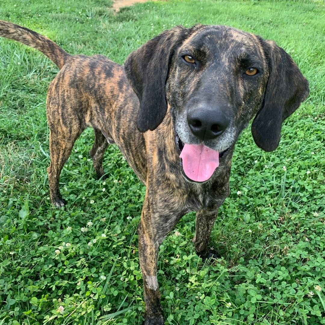 Is There Such A Thing As Too Cute? We Don't Think So! 💙 🐾

Waylon is a goofy 2-year-old Plott Hound with a happy-go-lucky personality and a nose that can sniff a scent from a mile away! 

With a great amount of energy and a love for running in an open field, Waylon is sure to make the best companion for someone seeking a loveable and sporty best friend! 💚

Waylon loves:
☀️ Playing with squeaky toys and ropes,
☀️ Having fun with other dogs, and
☀️ Staying active outdoors!

What's better than visiting puppies? Adopting them, of course! 💙 Visit us and meet this sweet pup who is eagerly awaiting his forever home. Click the link in our bio to visit our website to read about Waylon! 🐶

<a target='_blank' href='https://www.instagram.com/explore/tags/TheirVoiceRescue/'>#TheirVoiceRescue</a> <a target='_blank' href='https://www.instagram.com/explore/tags/AdoptDontShop/'>#AdoptDontShop</a> <a target='_blank' href='https://www.instagram.com/explore/tags/RescueDogsOfInstagram/'>#RescueDogsOfInstagram</a> <a target='_blank' href='https://www.instagram.com/explore/tags/DogsOfVirginia/'>#DogsOfVirginia</a> <a target='_blank' href='https://www.instagram.com/explore/tags/VirginiaDogs/'>#VirginiaDogs</a> <a target='_blank' href='https://www.instagram.com/explore/tags/VirginiasForDogLovers/'>#VirginiasForDogLovers</a>