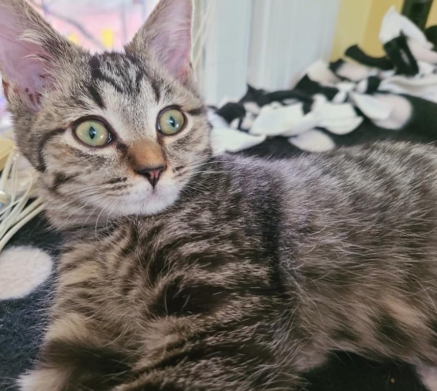 This Sat and Sun more kitties will be joining Purr Partners volunteers at Six Forks Station and Capital Crossings Petsmarts in Raleigh as well as the Wake Forest Petsmart. 🐾🐾🐾
Sat hours are 10a-12noon ⏰
Sun hours are 1p-3p
You'll find more information on each kitty on the Purr Partners web site. 😽