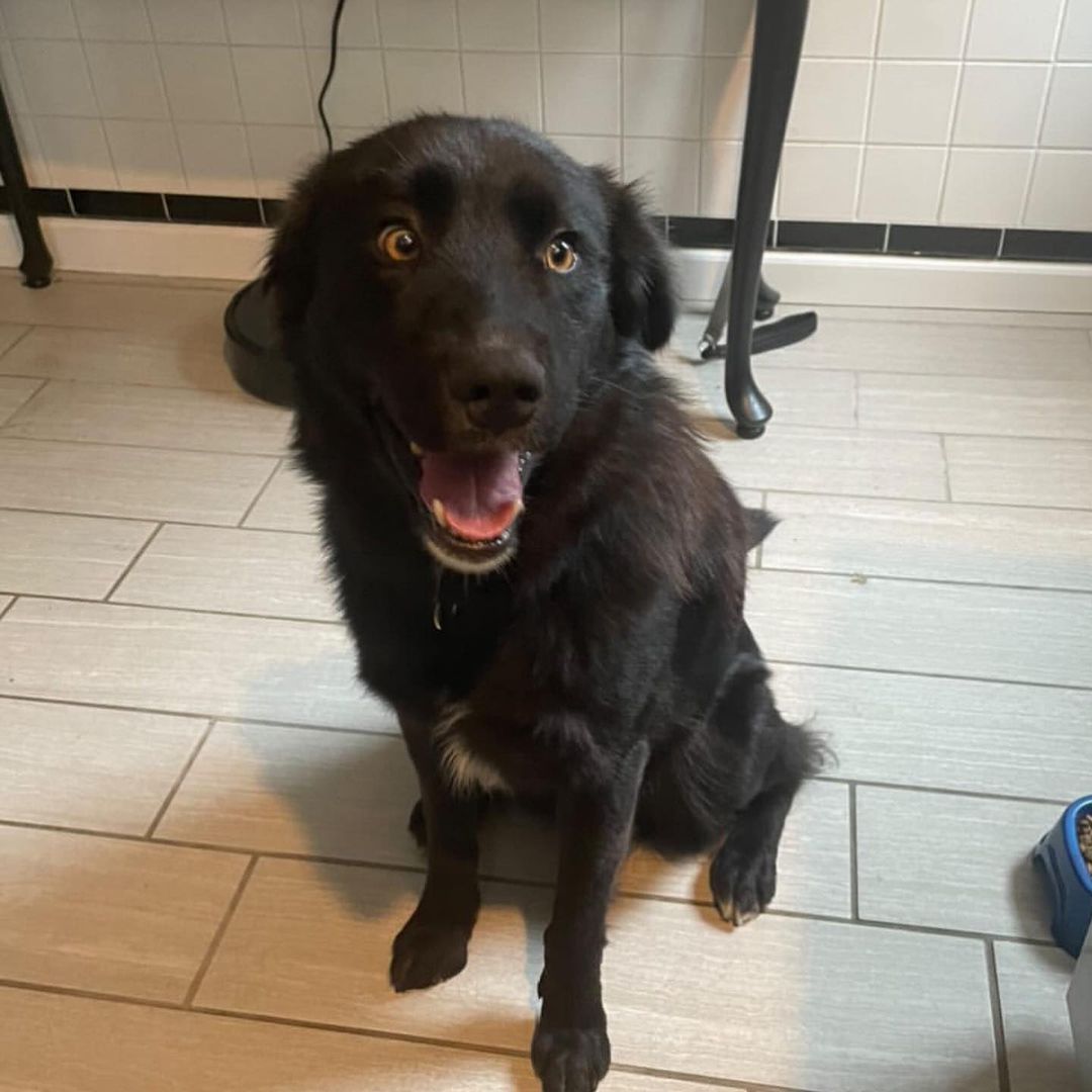 Wow, this boy is a stunner! I don’t know what’s more striking, his golden eyes or that fluffy black fur. Say hello to handsome as heck Hawk! 🖤

Hawk is a very snuggly, loving 3 year old boy who is smaller than he looks at just 37 pounds. He gets along great with other dogs and people and is a little toooo interested in cats so would do best in a feline-free home. He walks well on a leash and loves playtime in the yard or on a hike/walk/run. 🖤

Hawk is a very sweet cuddler and is sure to keep you warm on these cool fall nights. Make him yours today!! 🖤

<a target='_blank' href='https://www.instagram.com/explore/tags/adoptme/'>#adoptme</a> <a target='_blank' href='https://www.instagram.com/explore/tags/handsome/'>#handsome</a> <a target='_blank' href='https://www.instagram.com/explore/tags/stunning/'>#stunning</a> <a target='_blank' href='https://www.instagram.com/explore/tags/rescuedog/'>#rescuedog</a> <a target='_blank' href='https://www.instagram.com/explore/tags/blackdogsrock/'>#blackdogsrock</a> <a target='_blank' href='https://www.instagram.com/explore/tags/dogsofstl/'>#dogsofstl</a> <a target='_blank' href='https://www.instagram.com/explore/tags/dogsofstlouis/'>#dogsofstlouis</a> <a target='_blank' href='https://www.instagram.com/explore/tags/thoseeyes/'>#thoseeyes</a> <a target='_blank' href='https://www.instagram.com/explore/tags/familydog/'>#familydog</a> <a target='_blank' href='https://www.instagram.com/explore/tags/mediumdog/'>#mediumdog</a> <a target='_blank' href='https://www.instagram.com/explore/tags/goodboy/'>#goodboy</a> <a target='_blank' href='https://www.instagram.com/explore/tags/cuddler/'>#cuddler</a> <a target='_blank' href='https://www.instagram.com/explore/tags/fluffy/'>#fluffy</a> <a target='_blank' href='https://www.instagram.com/explore/tags/homefortheholidays/'>#homefortheholidays</a>