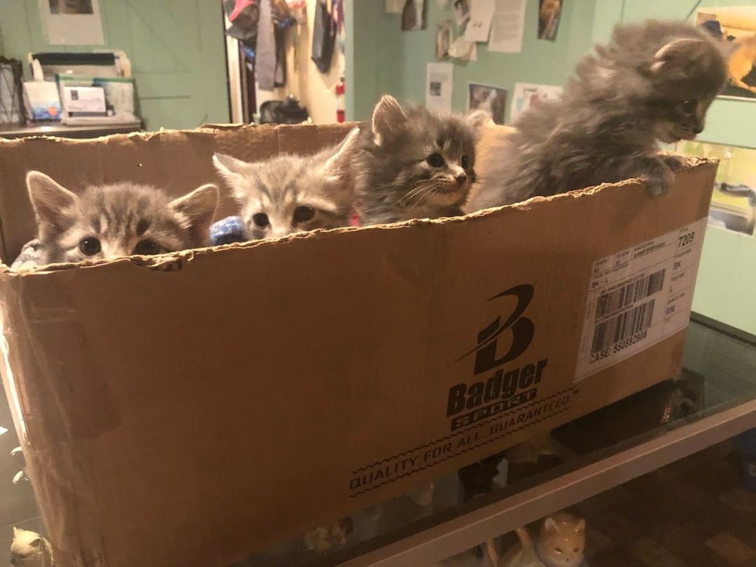 These babies were found at 9 Mile and Livernois tonight and were brought to the Catfe by a kind couple. We're way over capacity, but how could we say no to these faces found near our shelter? If you can spare a donation for these floofs, it will go a long way in helping them get vetted and placed in a happy home. 

(Also, thank you to Justin and Lisa for finding these kitties and bringing them to our shelter!)