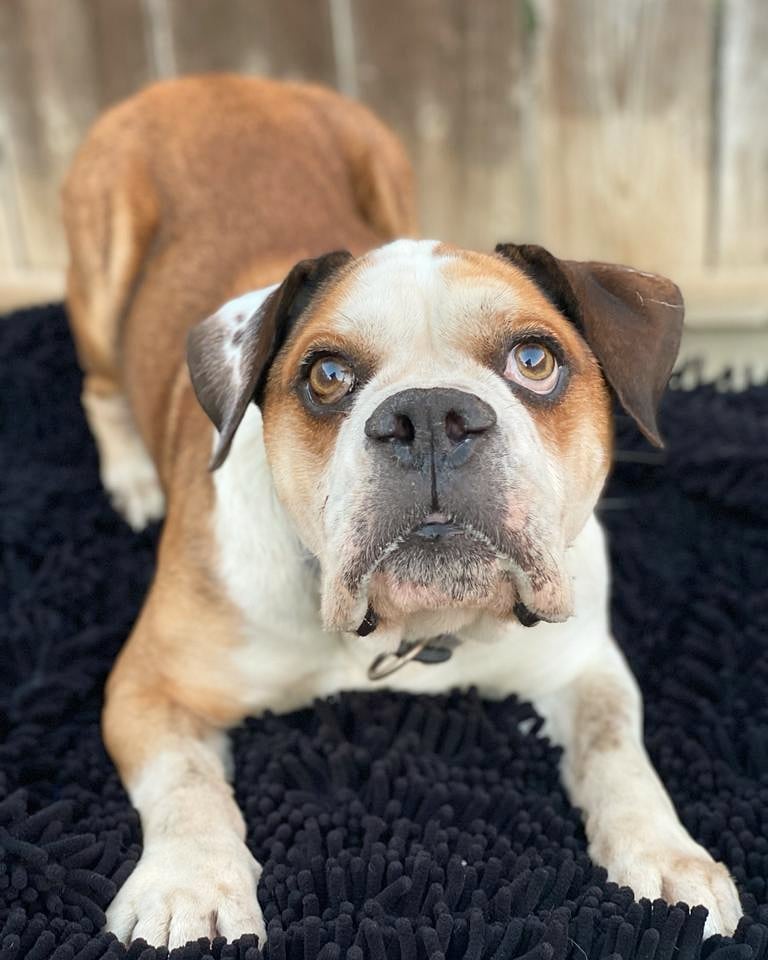 Did you know it's national adopt a senior pet month? 

We would love to find a home for our senior boy Chompers this month! He's an eight year old beagle/bulldog mix. He's the full package! Mellow in the house but still has a puppy streak, dog social, cat social and kid friendly! Find out more at gobeyondrescue.org