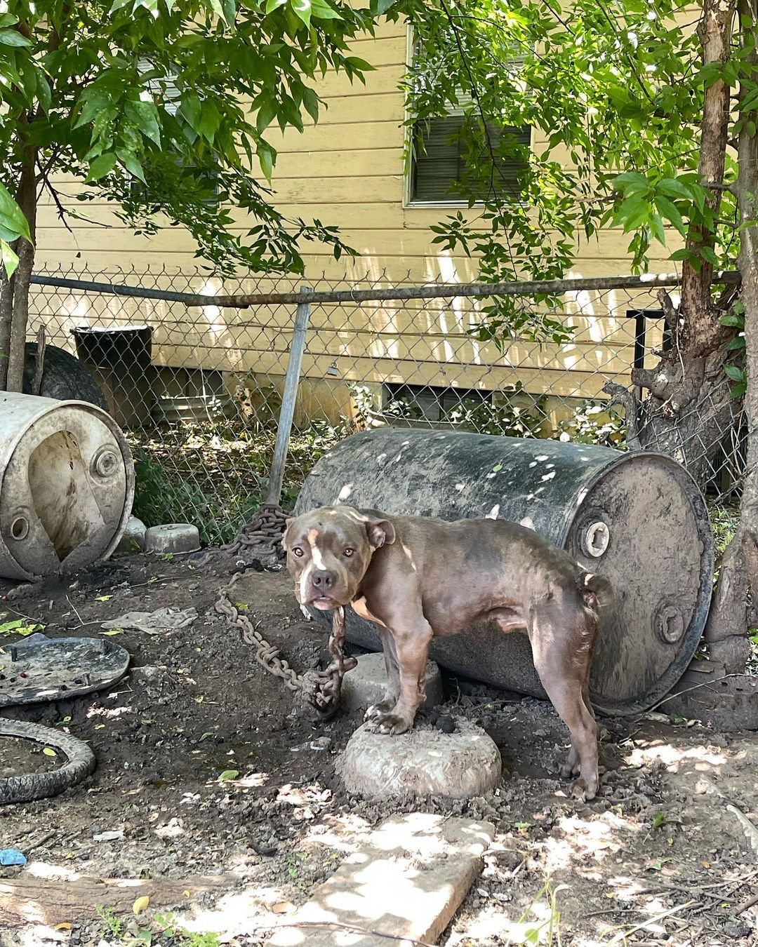 This past summer, @sophiegamand stopped in Oklahoma during her cross-country rescue road trip. She spent the day with our @unchainok team as we visited chained dogs throughout the Tulsa area. We also stopped by the home of an Unchain OK client whose pups benefited from a fence building project. Today, her two dogs are still chain free 2 years later. 

We sincerely appreciate Sophie for all she is doing to spread awareness about the sad reality of constantly chained and tethered dogs. We know pictures of chained dogs are incredibly hard to see. This gig is not for the faint of heart. And there are always cries for us to 