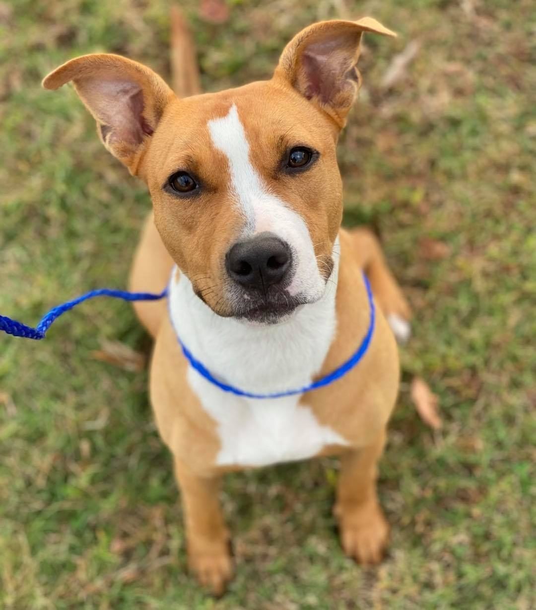 Looking 👀 for the pawfect family member? We’ve got ya covered! ✅ 

Our latest group of adoptables are officially available. Check them out and more on our website: www.browndogcoalition.com 🐕 

Don’t delay, these sweeties will be scooped up before you know it! 💖

<a target='_blank' href='https://www.instagram.com/explore/tags/adoptabledogs/'>#adoptabledogs</a> <a target='_blank' href='https://www.instagram.com/explore/tags/dogsofnewengland/'>#dogsofnewengland</a> <a target='_blank' href='https://www.instagram.com/explore/tags/browndog/'>#browndog</a> <a target='_blank' href='https://www.instagram.com/explore/tags/adoptme/'>#adoptme</a>