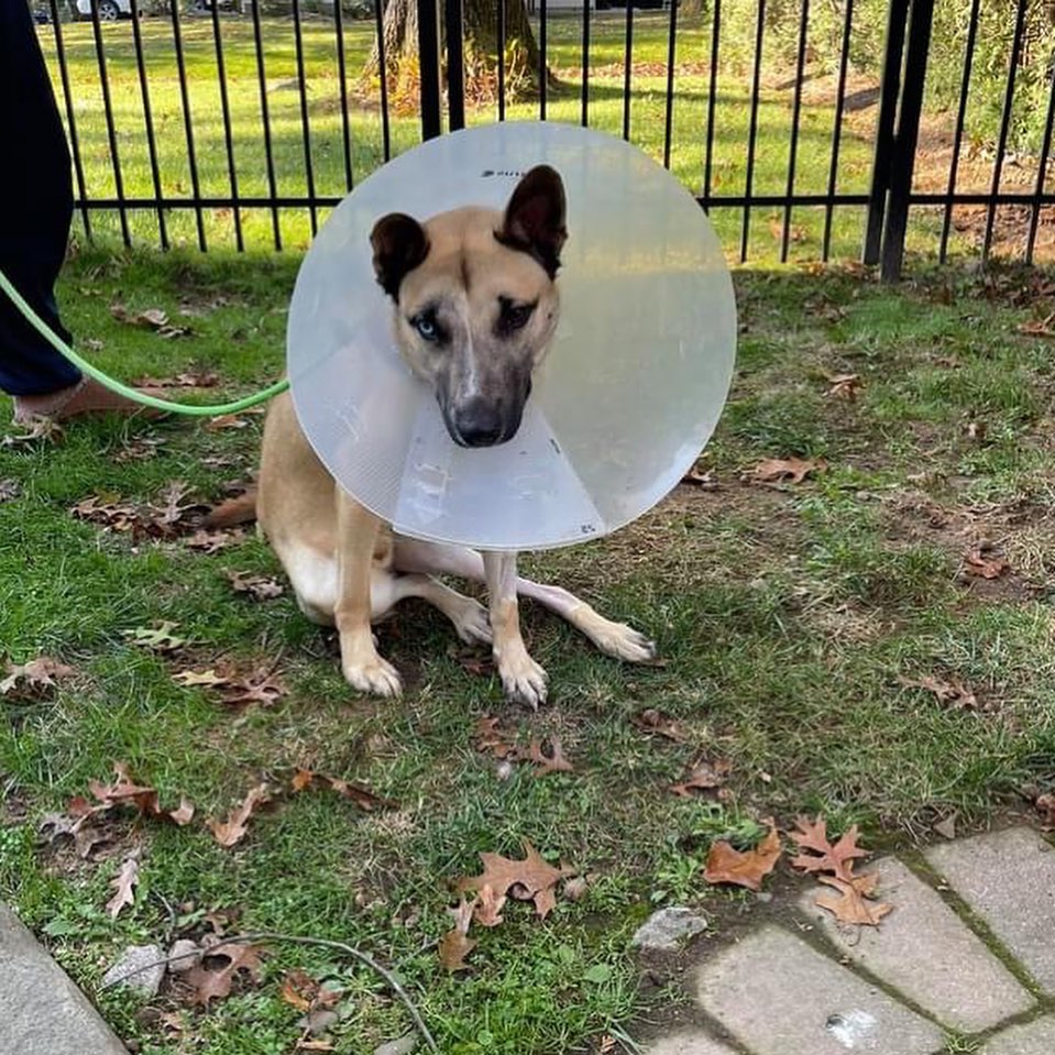 Thank you to everyone who donated towards Langdon’s care! He is doing better everyday. He’s still wearing his cone, but is very much enjoying his supervised cone-off time!
.
.
.

<a target='_blank' href='https://www.instagram.com/explore/tags/adoptabledogsofnj/'>#adoptabledogsofnj</a> <a target='_blank' href='https://www.instagram.com/explore/tags/fureverhome/'>#fureverhome</a> <a target='_blank' href='https://www.instagram.com/explore/tags/morriscountynj/'>#morriscountynj</a> <a target='_blank' href='https://www.instagram.com/explore/tags/fosterdogsofinstagram/'>#fosterdogsofinstagram</a> <a target='_blank' href='https://www.instagram.com/explore/tags/rescuedogsofinstagram/'>#rescuedogsofinstagram</a> <a target='_blank' href='https://www.instagram.com/explore/tags/rescuedogsofnj/'>#rescuedogsofnj</a> <a target='_blank' href='https://www.instagram.com/explore/tags/dogsofnj/'>#dogsofnj</a> <a target='_blank' href='https://www.instagram.com/explore/tags/adoptdontshop/'>#adoptdontshop</a> <a target='_blank' href='https://www.instagram.com/explore/tags/adopt/'>#adopt</a> <a target='_blank' href='https://www.instagram.com/explore/tags/savethemall/'>#savethemall</a> <a target='_blank' href='https://www.instagram.com/explore/tags/newjerseydogs/'>#newjerseydogs</a> <a target='_blank' href='https://www.instagram.com/explore/tags/adoptionrocks/'>#adoptionrocks</a> <a target='_blank' href='https://www.instagram.com/explore/tags/instarescue/'>#instarescue</a> <a target='_blank' href='https://www.instagram.com/explore/tags/instaadopt/'>#instaadopt</a> <a target='_blank' href='https://www.instagram.com/explore/tags/fosterfamily/'>#fosterfamily</a> <a target='_blank' href='https://www.instagram.com/explore/tags/rescueismyfavoritebreed/'>#rescueismyfavoritebreed</a> <a target='_blank' href='https://www.instagram.com/explore/tags/newlife/'>#newlife</a> <a target='_blank' href='https://www.instagram.com/explore/tags/allbreedswithallneeds/'>#allbreedswithallneeds</a> <a target='_blank' href='https://www.instagram.com/explore/tags/njshpetrescue/'>#njshpetrescue</a> <a target='_blank' href='https://www.instagram.com/explore/tags/fosteringsaveslives/'>#fosteringsaveslives</a> <a target='_blank' href='https://www.instagram.com/explore/tags/adoptme/'>#adoptme</a>