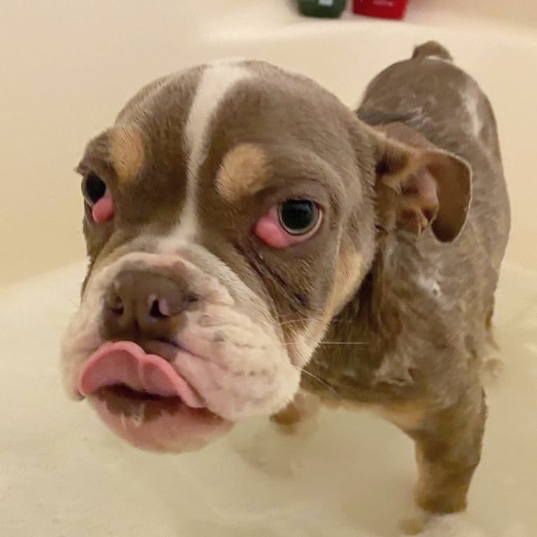 Please welcome Sookie to the SOS family! 
Sookie was picked up as a stray by animal control on October 18th. She had a 4-5 inch prolapsed rectum and was taken to the ER where she spent the next 3 days after surgery. She then contracted Parvo but thankfully recovered. As you can see from the pictures she also has pretty severe double cherry eye.
This little girl is only 7 months old and has already endured more than any pup should have to and she's still not done 😞
She has a vet appointment on November 15th to check the healing progress of her prolapse surgery (as there is still a little bleeding), examine her eyes and overall wellness. Over the next few weeks/months she will need to have eye surgery, spay surgery, multiple vaccinations and extra special care.
We don't have an exact estimate for all of this yet but do know that it will be at least a few thousand dollars. Please help us help Sookie.