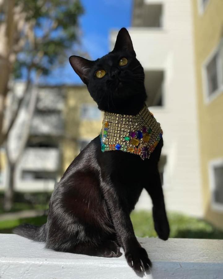 Talk about regal! 👑 🐈‍⬛

This is one of our rescue kittens, Mia. She is now in a loving and very stylish home, spoiled rotten, harness trained and plays fetch! Her new dad always had cats, but her new mom never had a cat before. She loves Mia so much, she is now taking classes to become a foster for their local shelter!  We love that! 

♥️🙏🏼🐈‍⬛ <a target='_blank' href='https://www.instagram.com/explore/tags/blackcat/'>#blackcat</a>  <a target='_blank' href='https://www.instagram.com/explore/tags/blackcatsofinstagram/'>#blackcatsofinstagram</a> <a target='_blank' href='https://www.instagram.com/explore/tags/blackcat/'>#blackcat</a> <a target='_blank' href='https://www.instagram.com/explore/tags/blackcatsrule/'>#blackcatsrule</a> <a target='_blank' href='https://www.instagram.com/explore/tags/regal/'>#regal</a> <a target='_blank' href='https://www.instagram.com/explore/tags/rescuecatsofinstagram/'>#rescuecatsofinstagram</a> <a target='_blank' href='https://www.instagram.com/explore/tags/fosteringsaveslives/'>#fosteringsaveslives</a> <a target='_blank' href='https://www.instagram.com/explore/tags/ppits/'>#ppits</a> <a target='_blank' href='https://www.instagram.com/explore/tags/allanimalrescue/'>#allanimalrescue</a> <a target='_blank' href='https://www.instagram.com/explore/tags/adoptdontshop/'>#adoptdontshop</a>